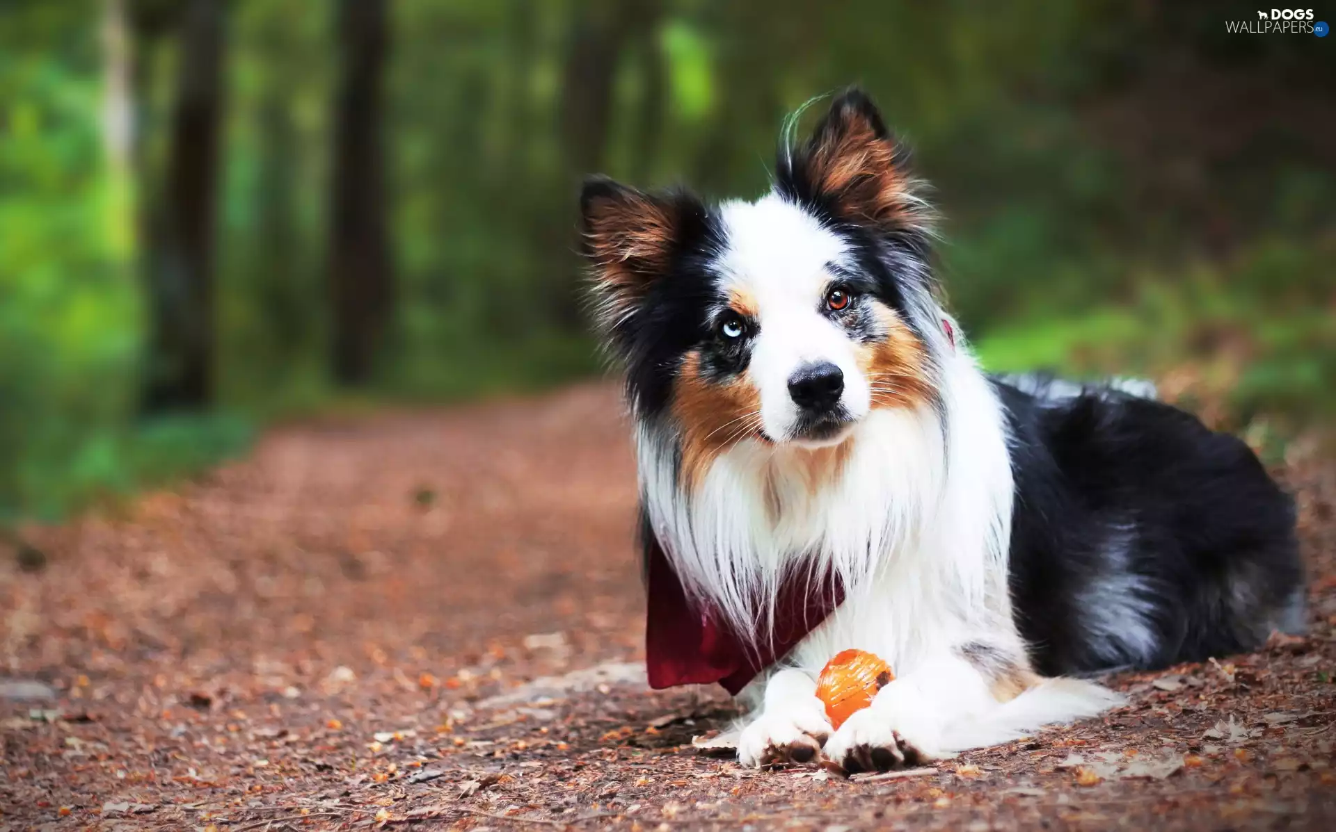 Way, Border Collie, the ball