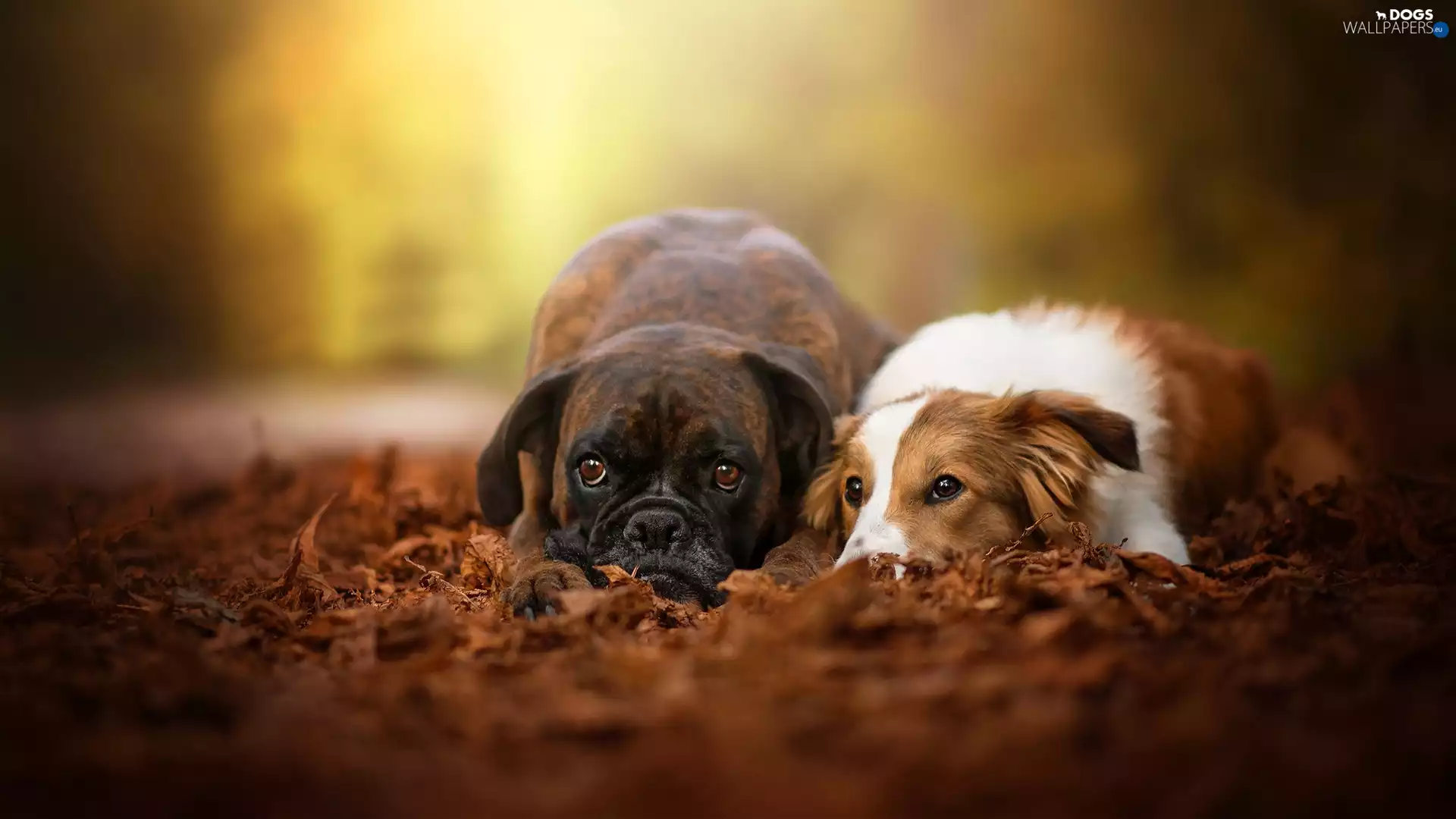 Dogs, Border Collie, Leaf, boxer