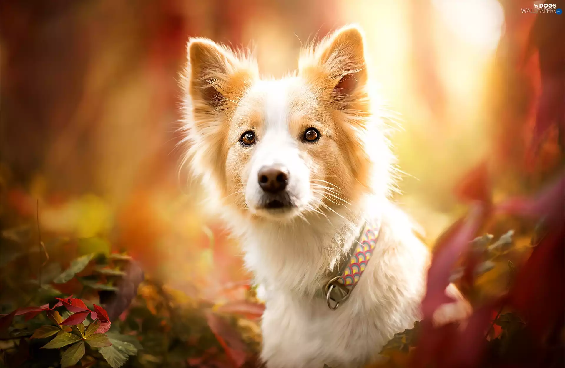 Leaf, Border Collie, dog-collar