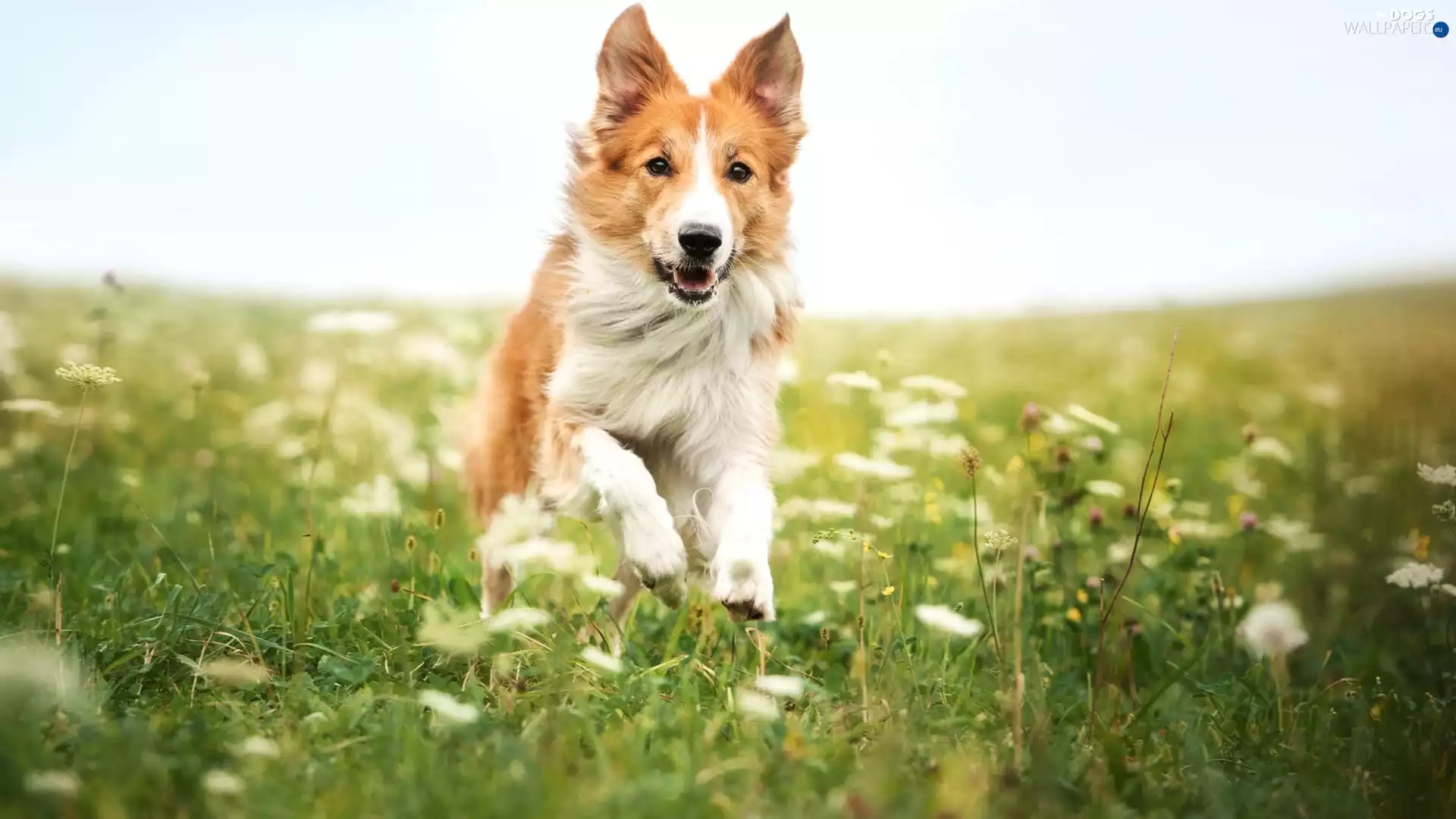 ginger, Border Collie, Meadow, dog