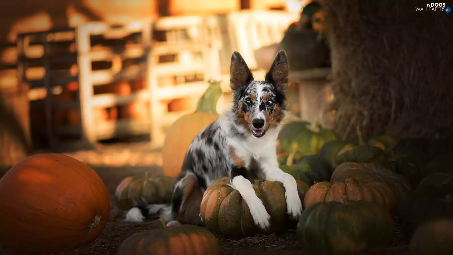 lying, Border Collie, pumpkin, dog