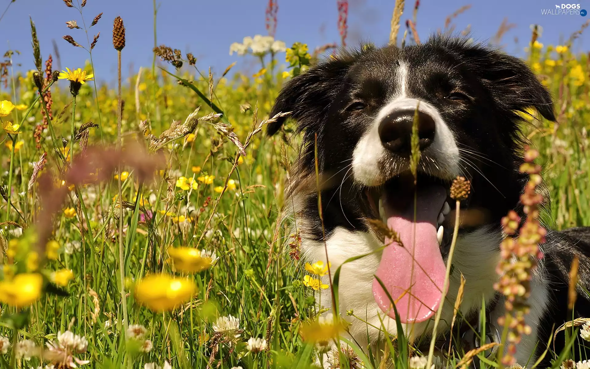Meadow, Border Collie, Tounge, dog