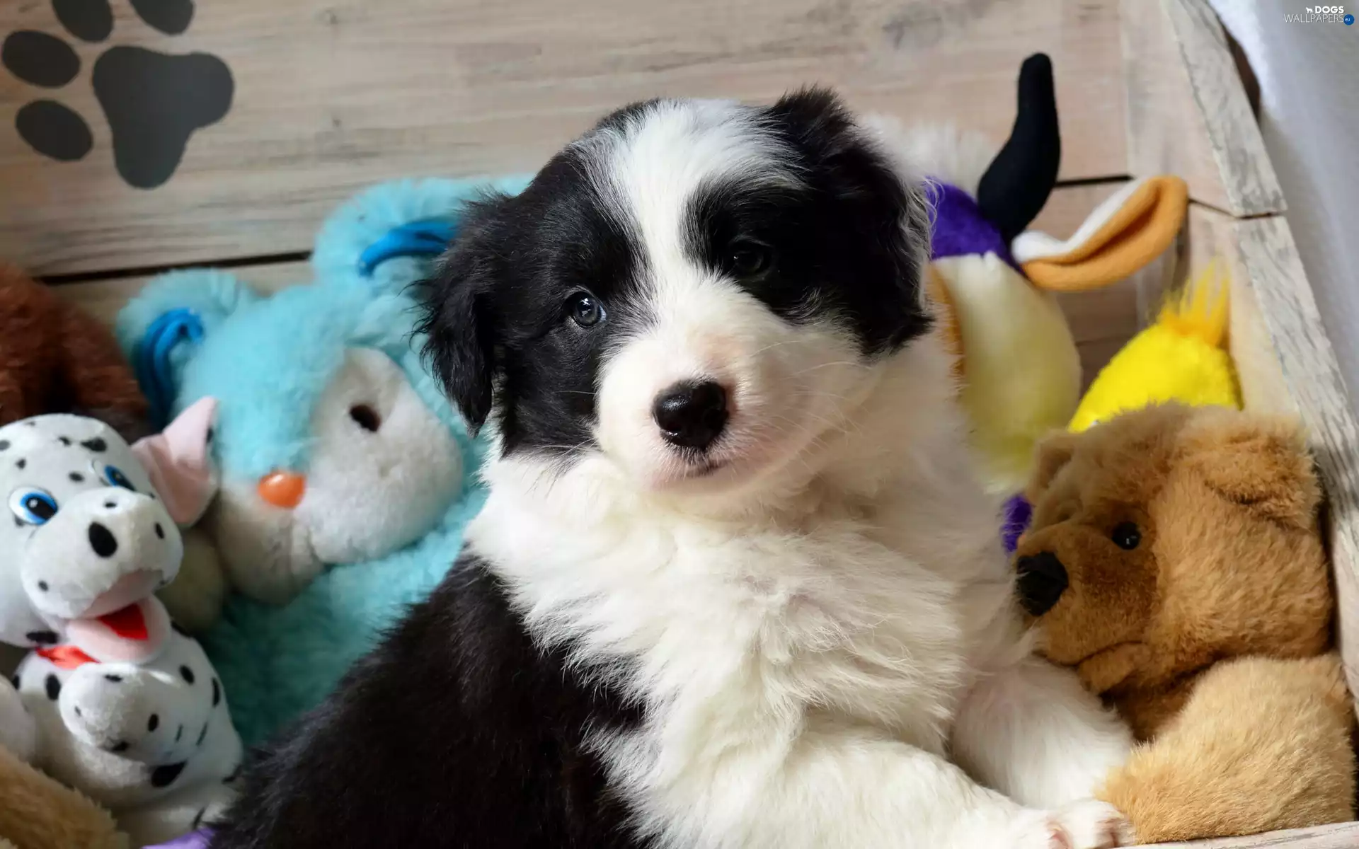 Puppy, Border Collie, toys, dog
