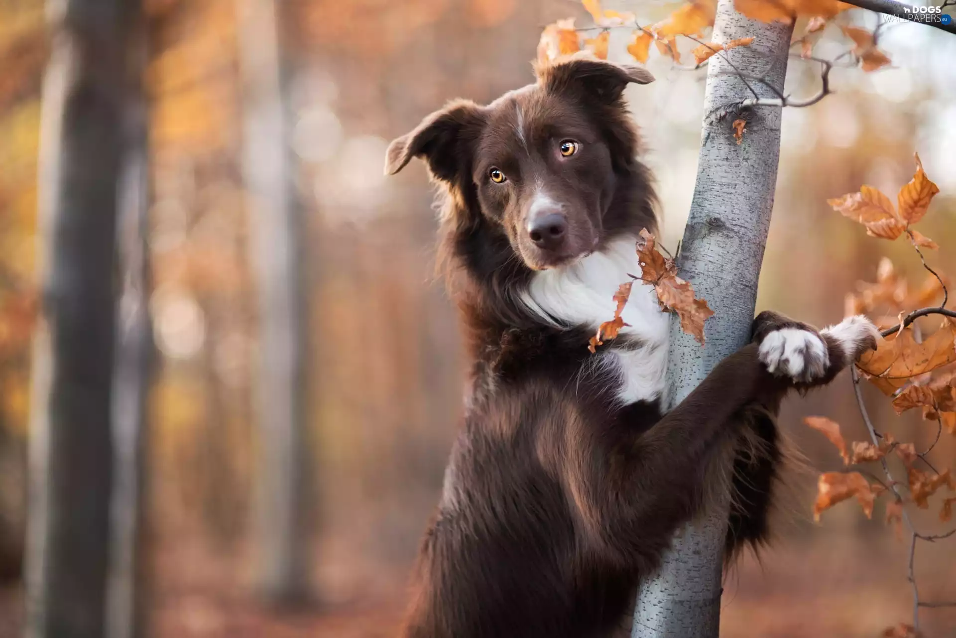 Brown, Border Collie, trees, dog