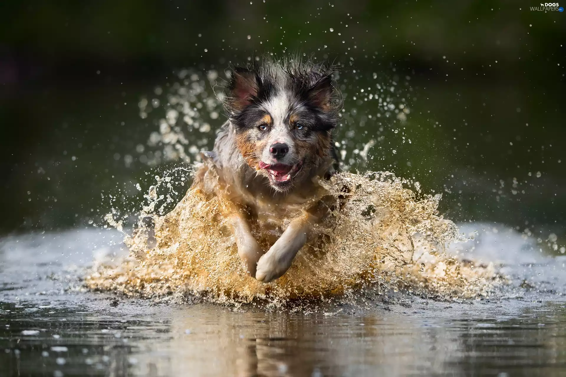 running, Border Collie, water, dog