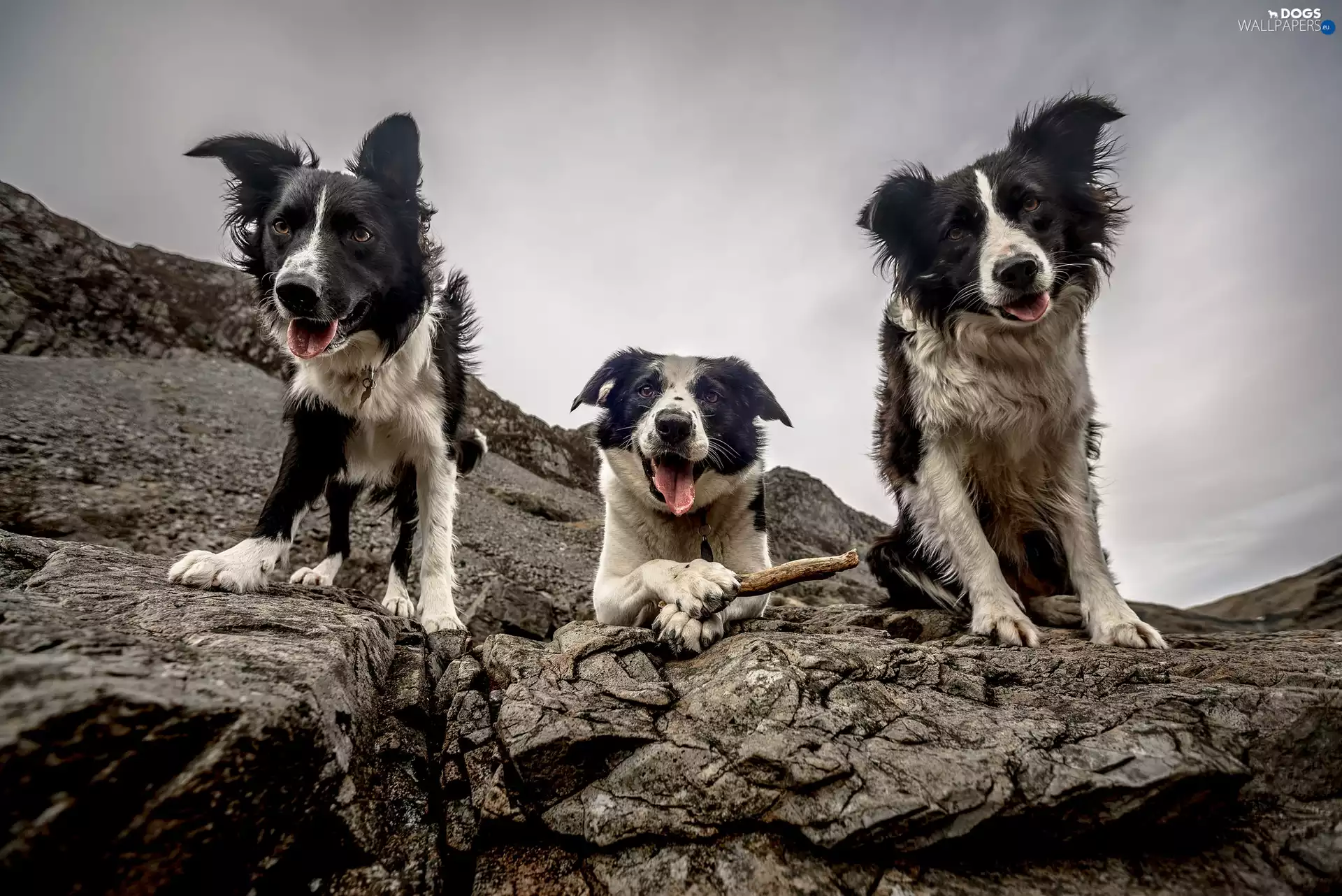 Three, Border Collie, rocks, Dogs