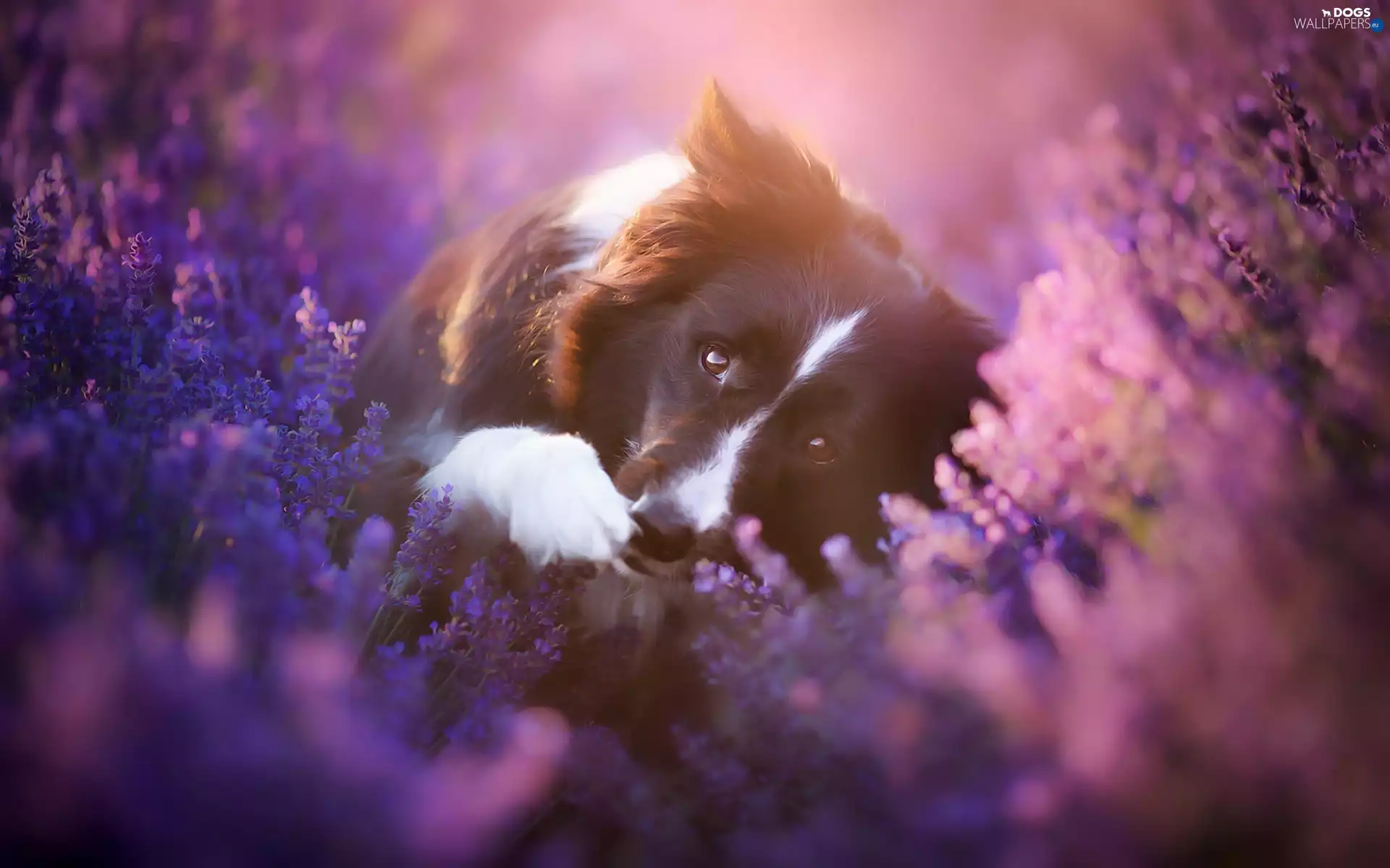dog, Border Collie, heather, Flowers