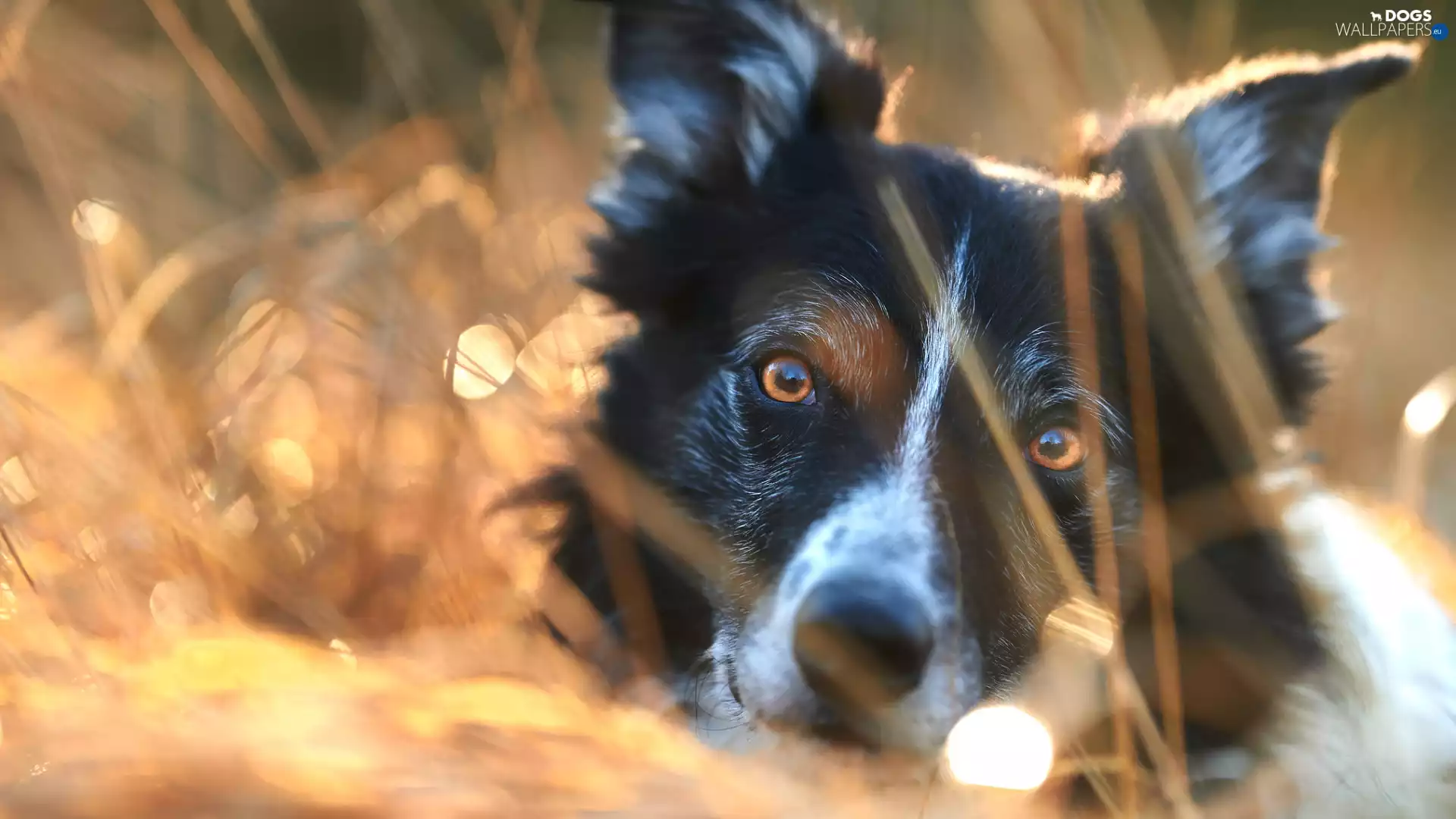 dog, Border Collie, rapprochement, Head