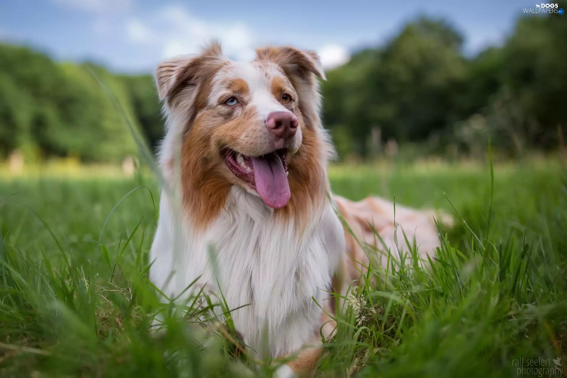 dog, Border Collie, grass, lying