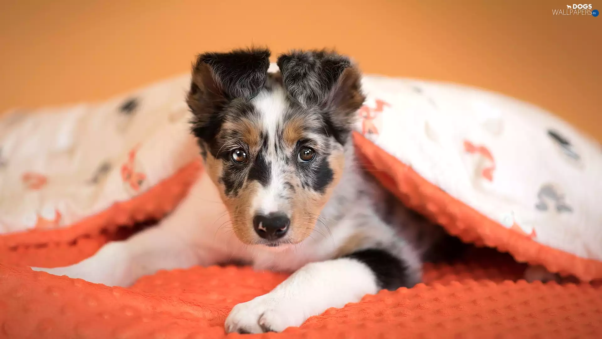dog, Border Collie, duvet, Puppy