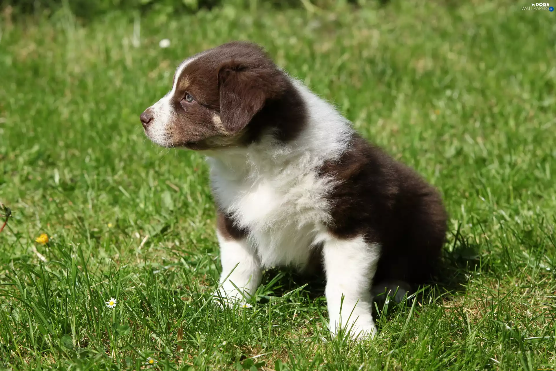 dog, Border Collie, grass, Puppy