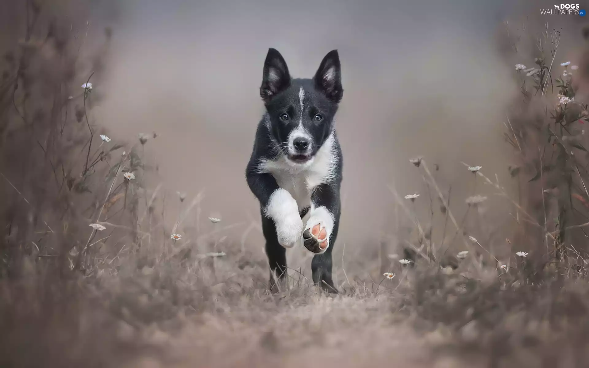 running, Border Collie, grass, Puppy