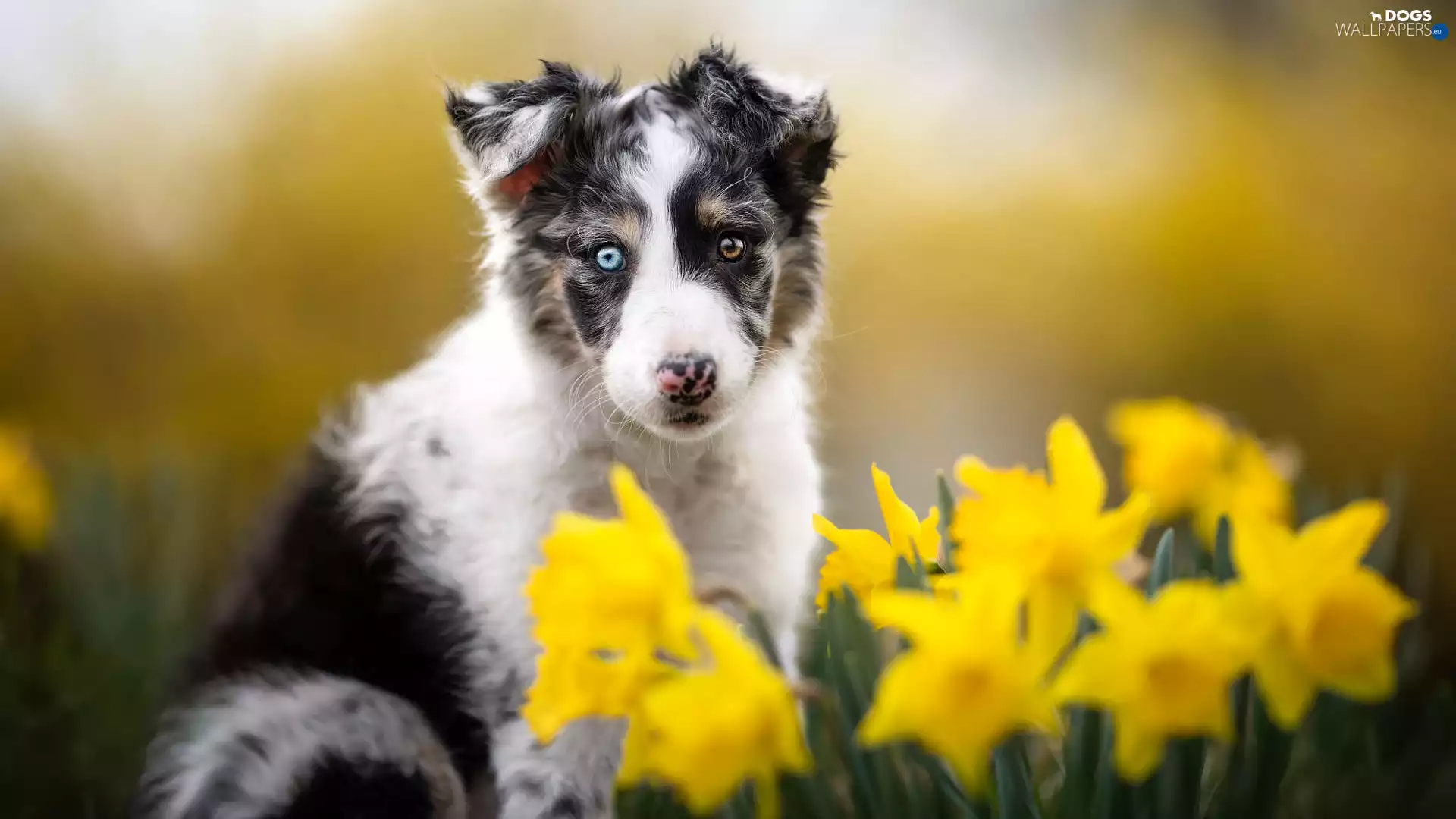 dog, Border Collie, Jonquil, Puppy