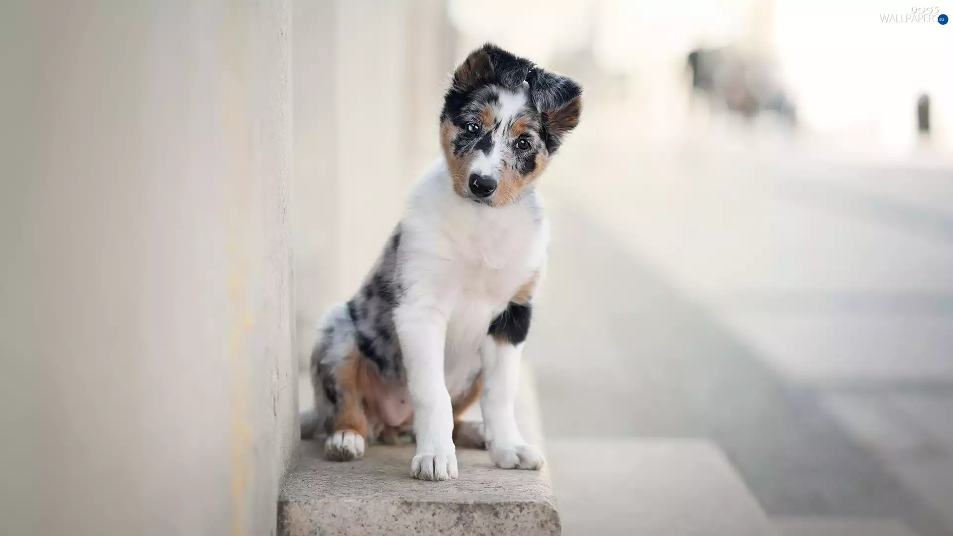 dog, Border Collie, ledge, Puppy