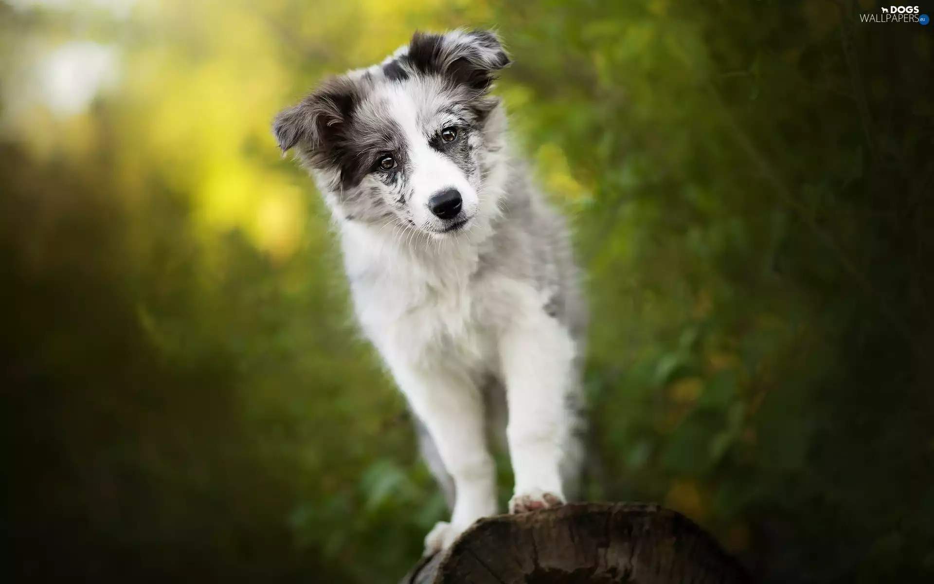 dog, Border Collie, muzzle, Puppy