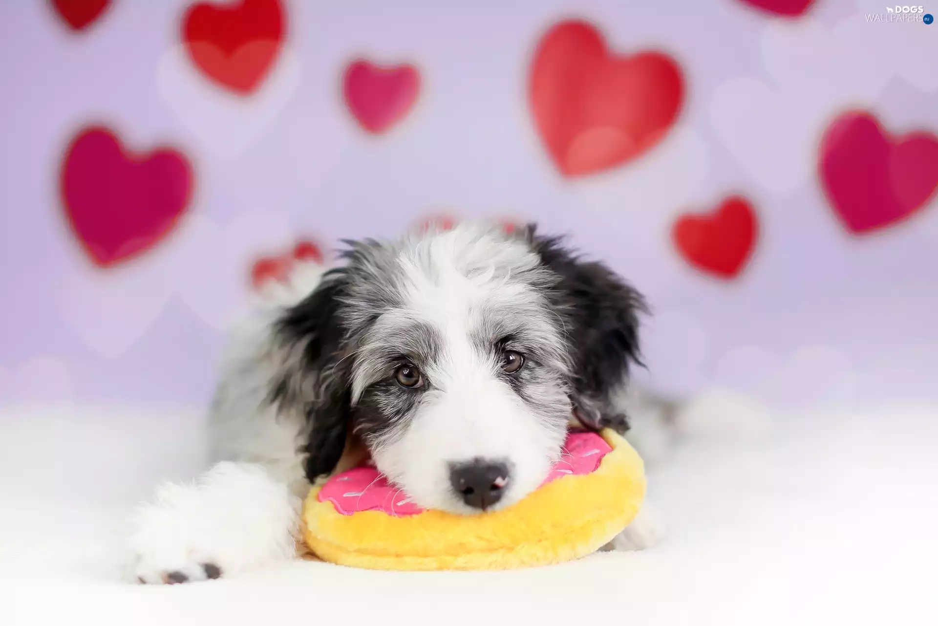 dog, Border Collie, toy, Puppy