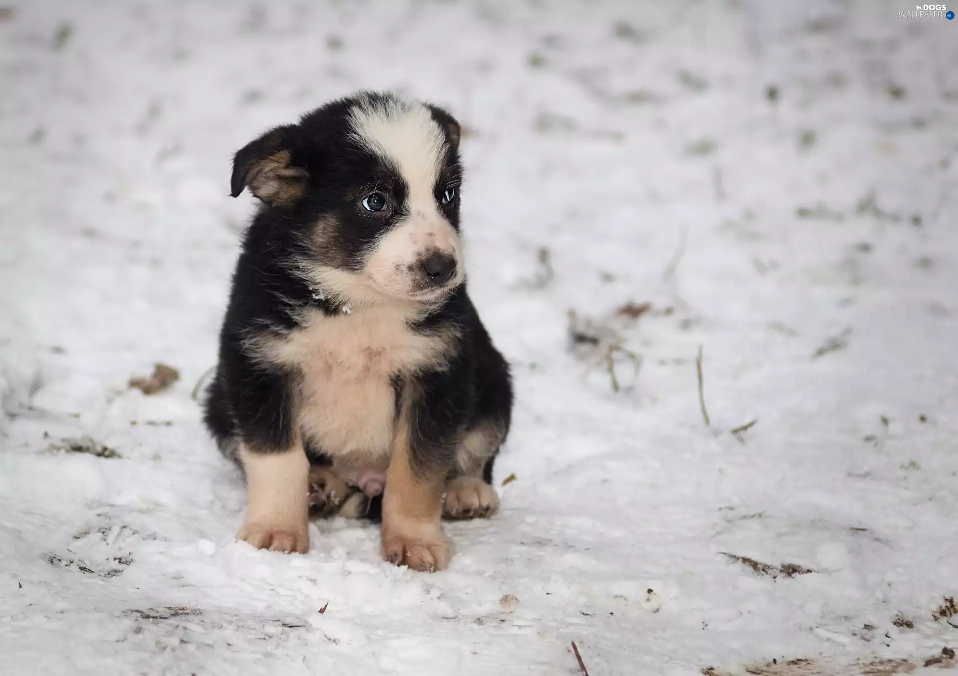 dog, Border Collie, winter, Puppy