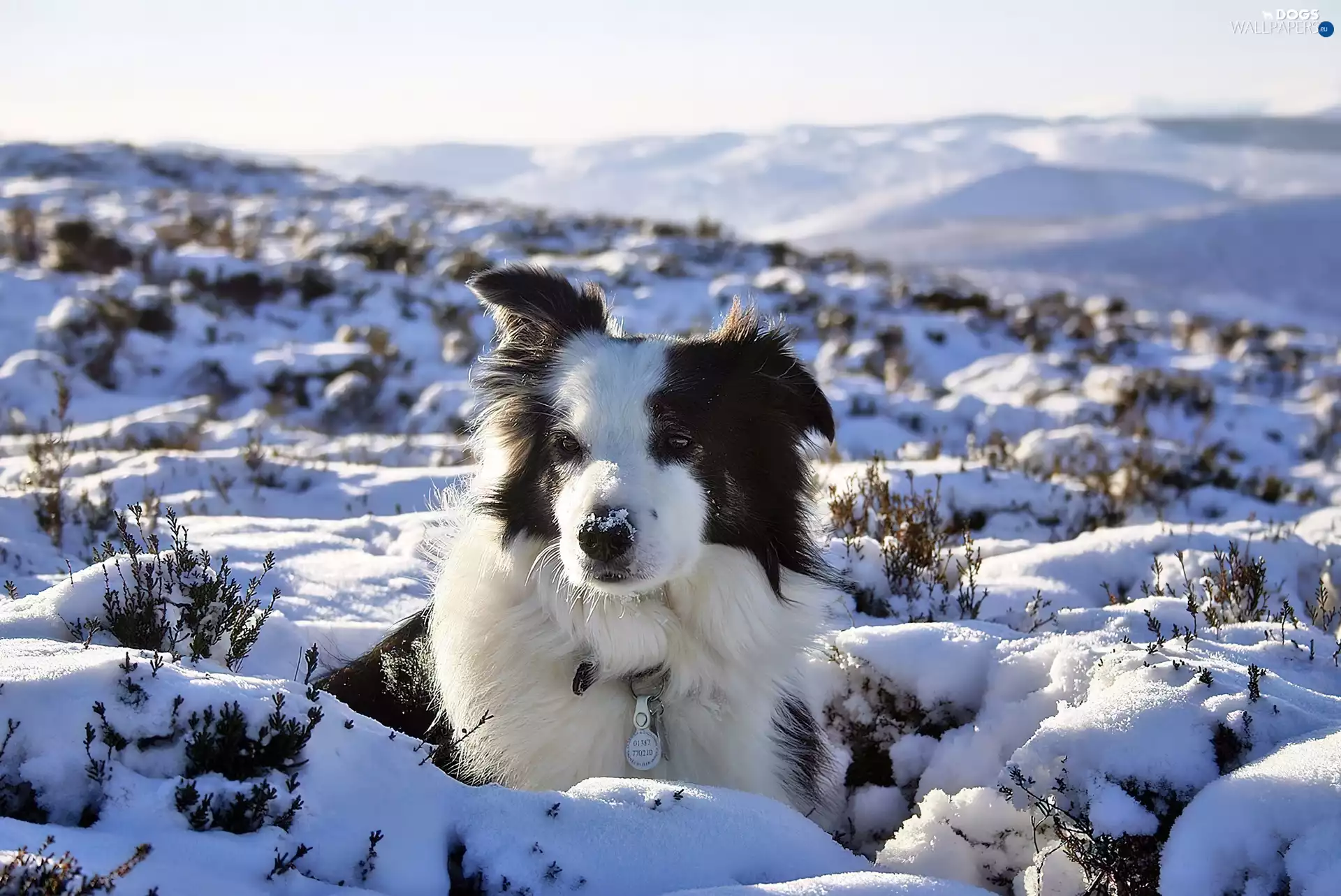 winter, Border Collie Griff, snow
