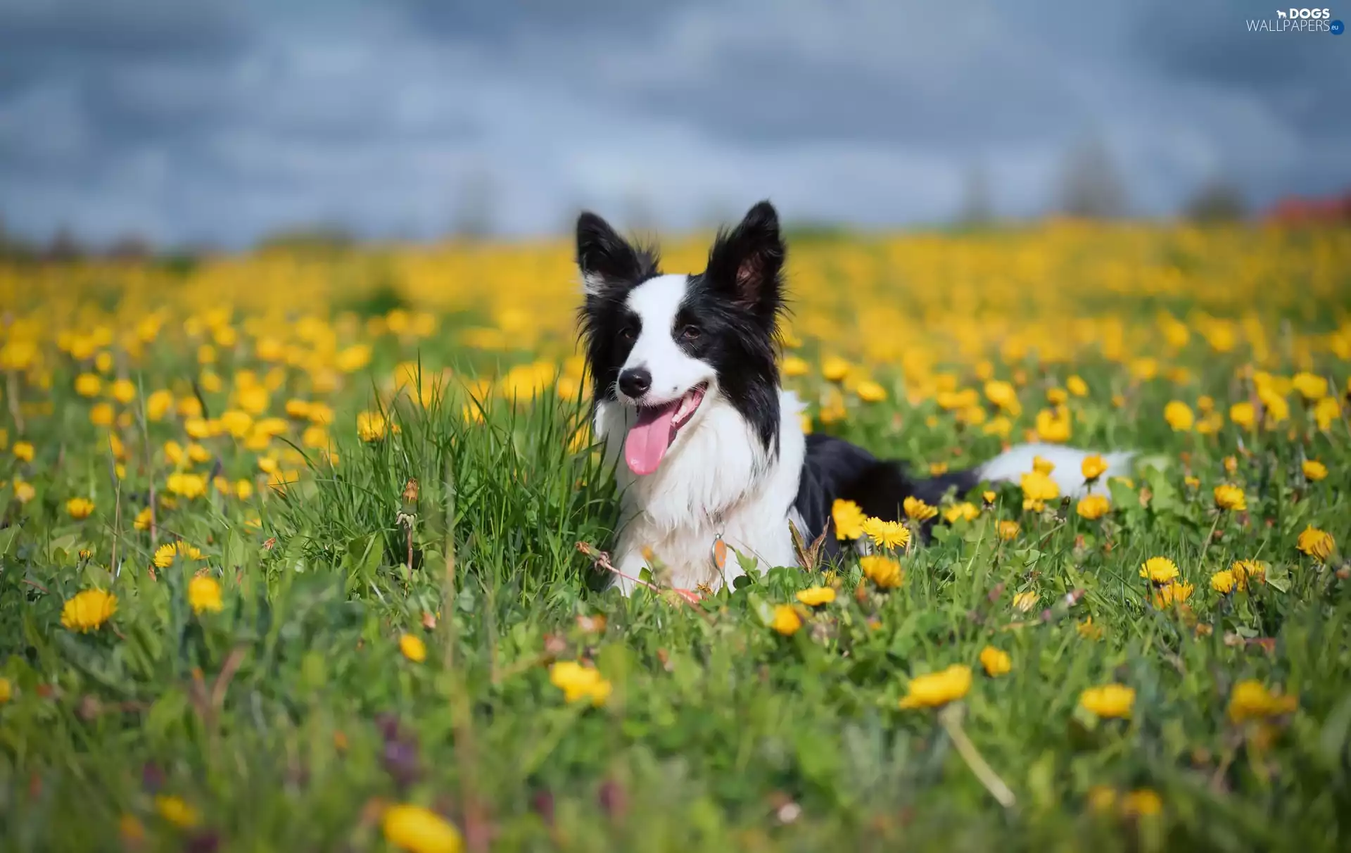 grass, Common Dandelion, Border Collie, Meadow, dog