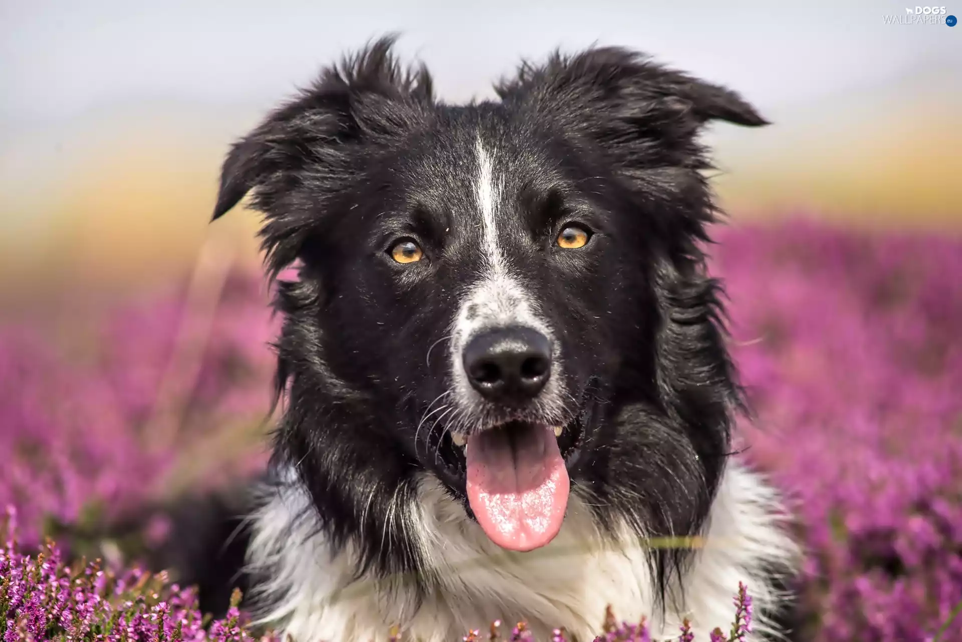 Border Collie, dog
