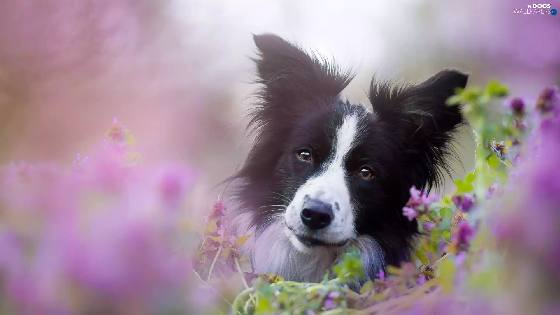 dog, Collie, Flowers, Border