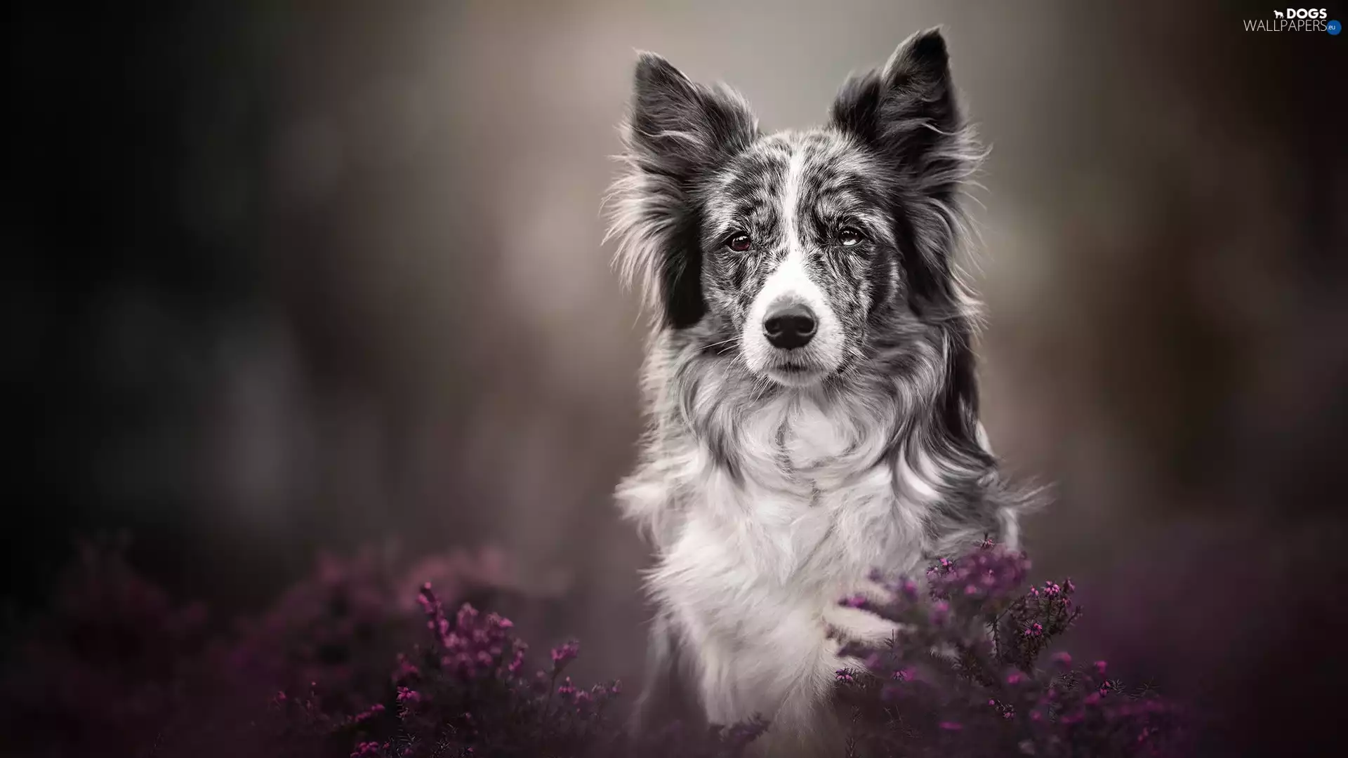 muzzle, heathers, dog, Border Collie, Grey-White