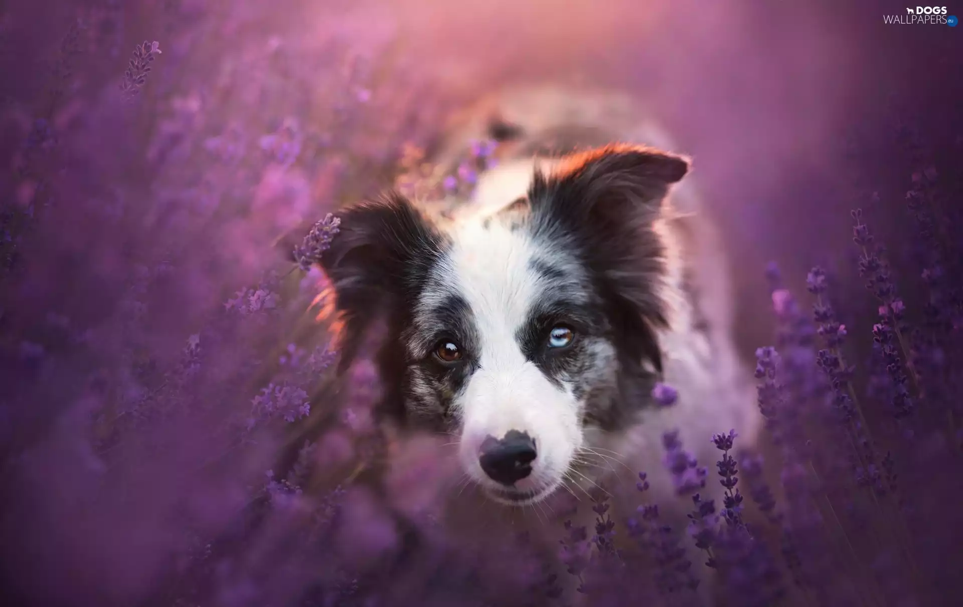 dog, Collie, lavender, Border