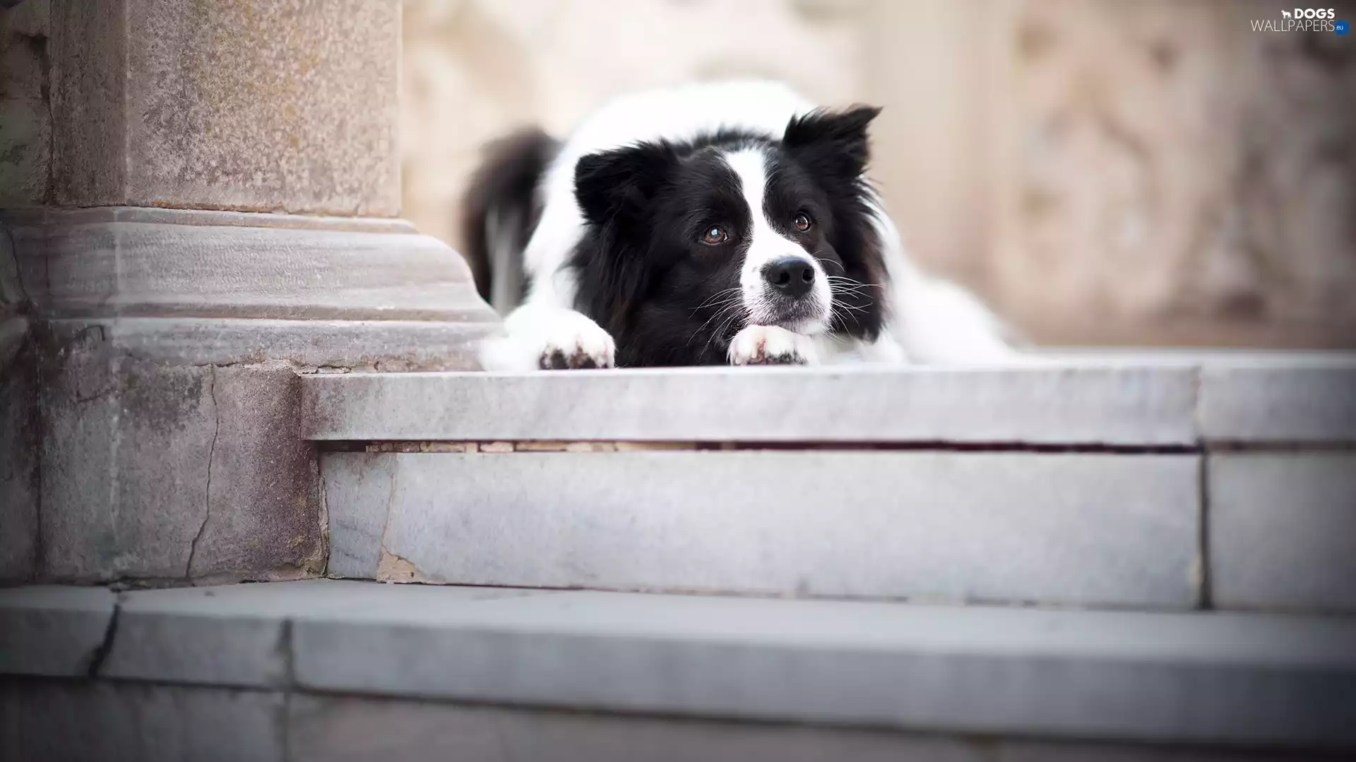 muzzle, Stairs, lying, Border Collie, dog