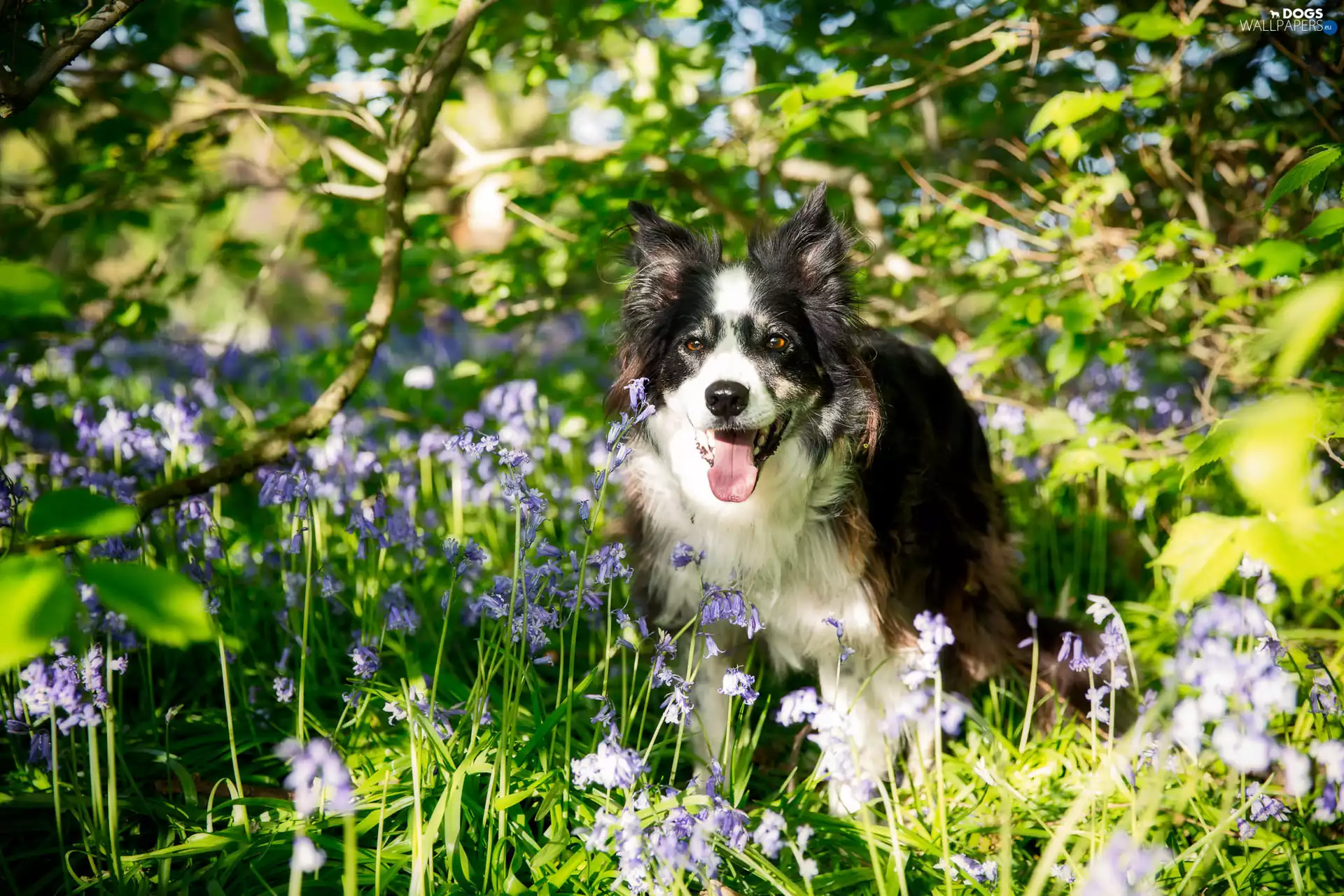dog, Collie, Meadow, Border
