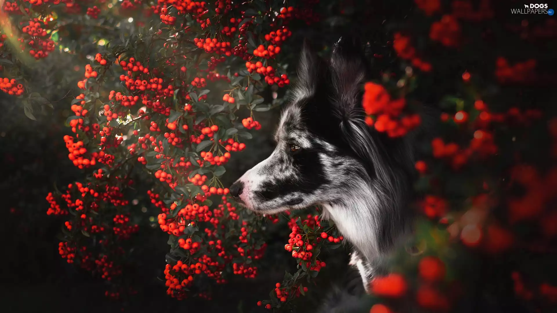 Bush, cotoneaster, muzzle, Border Collie, dog