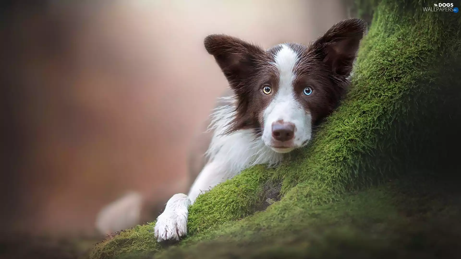 trees, Moss, muzzle, Border Collie, dog