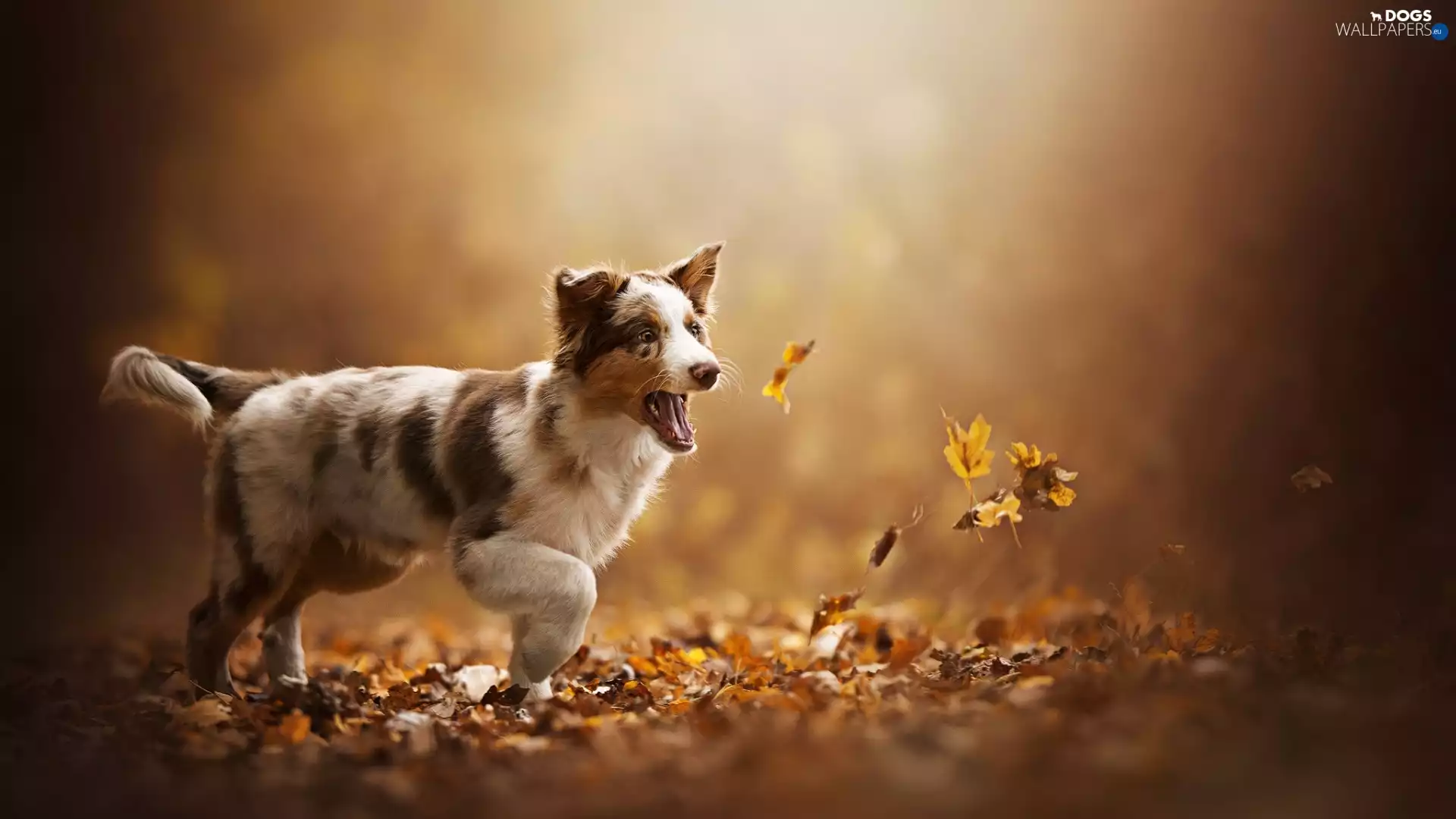 autumn, Leaf, Puppy, Border Collie, dog
