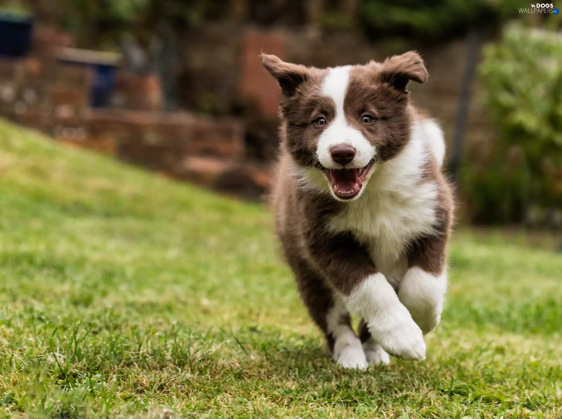 dog, Collie, Puppy, Border