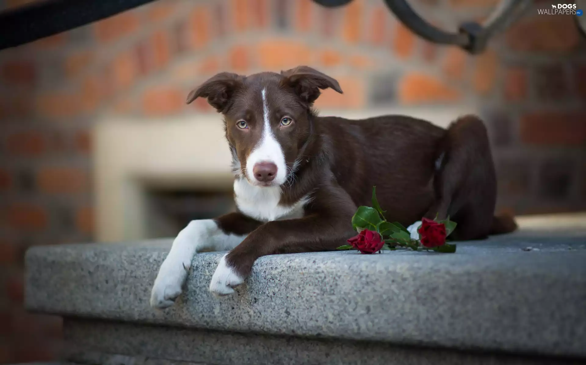 Flowers, ledge, Shorthair, Border Collie, dog