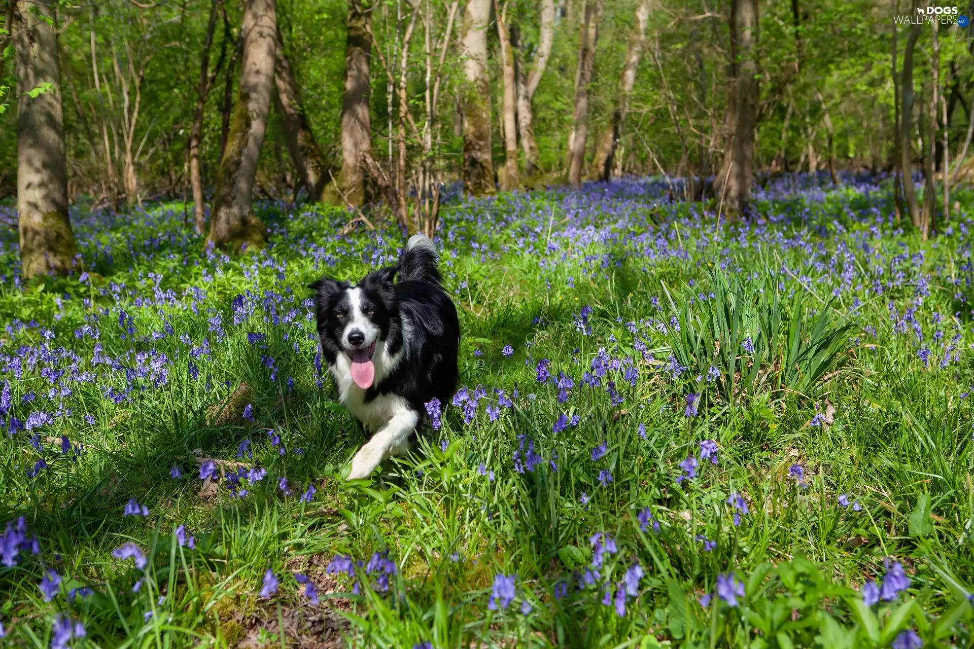 Blue, trees, dog, Border Collie, Flowers, viewes