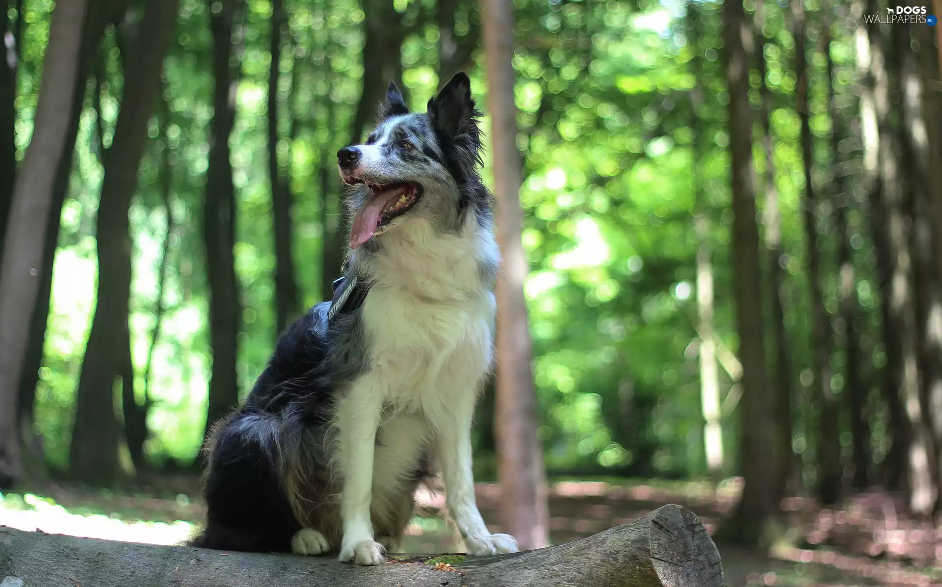 Border Collie, log, Bokeh, forest, viewes, dog, sitter, trees