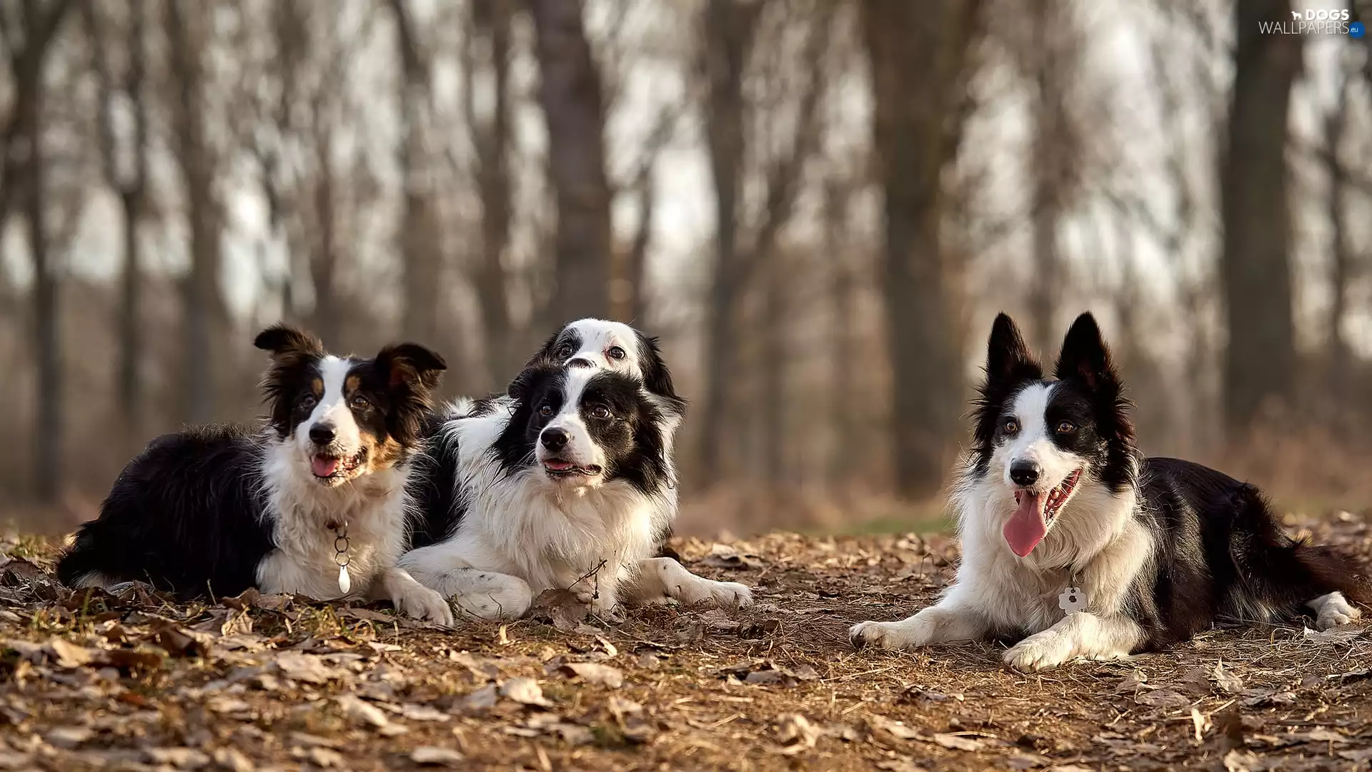 trees, viewes, four, Border Collie, Dogs