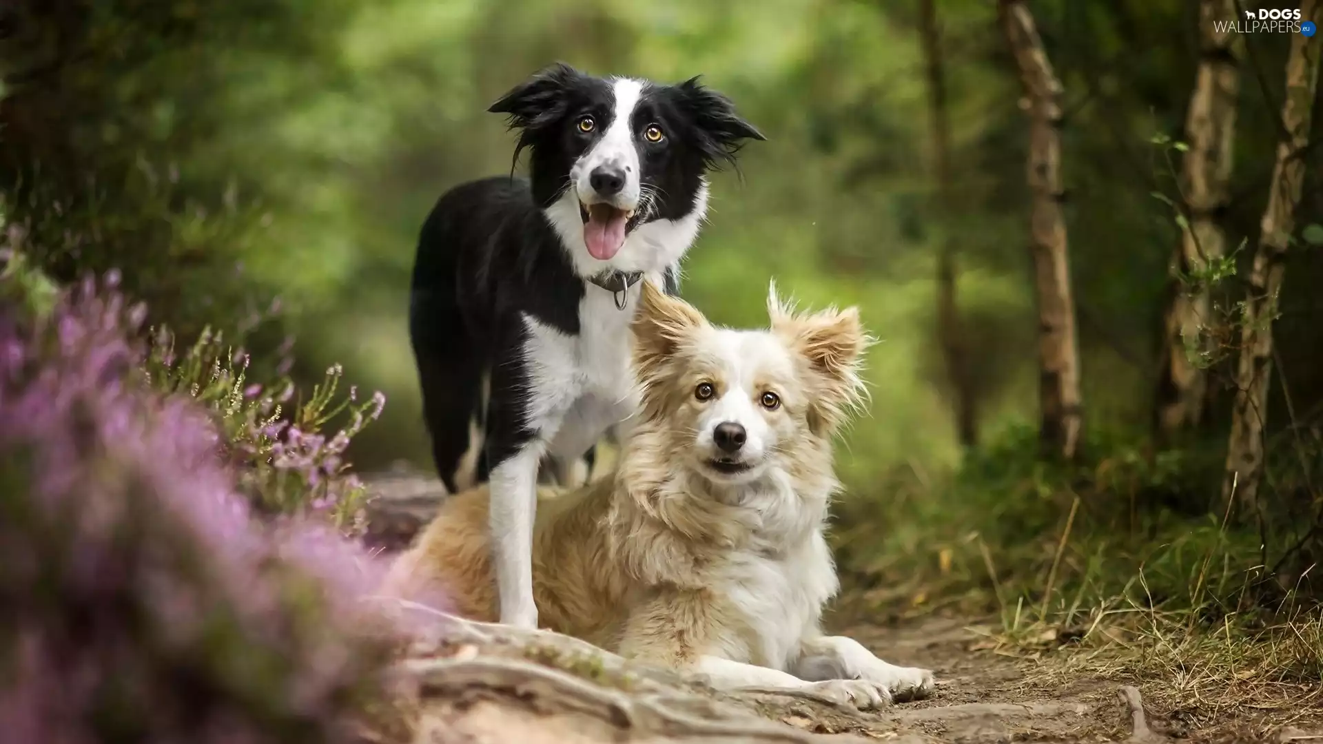 forest, heather, Dogs, Border Collie, Two cars