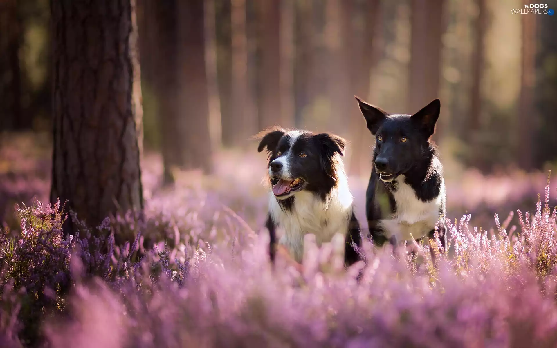 forest, heather, Dogs, Border Collie, Two cars
