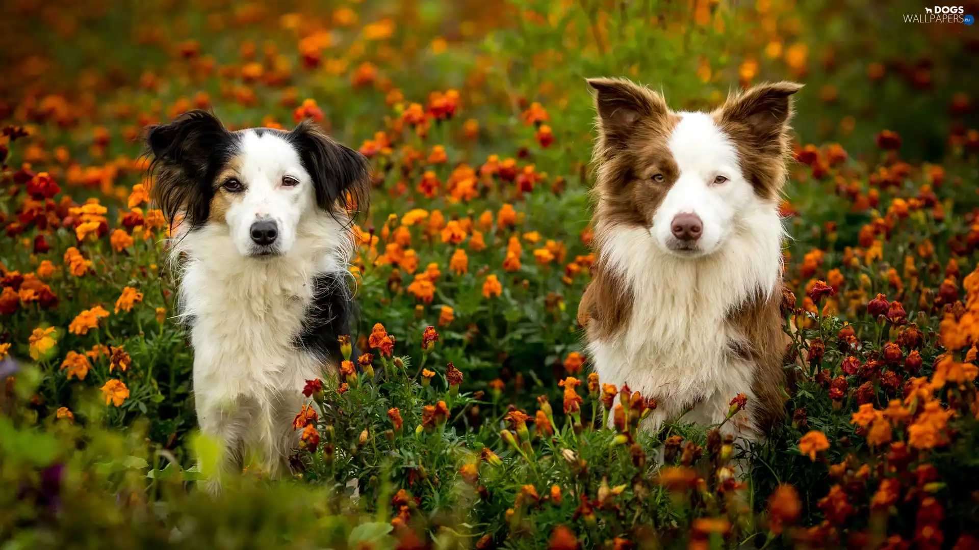 Meadow, Flowers, mongrel, Border Collie, Dogs