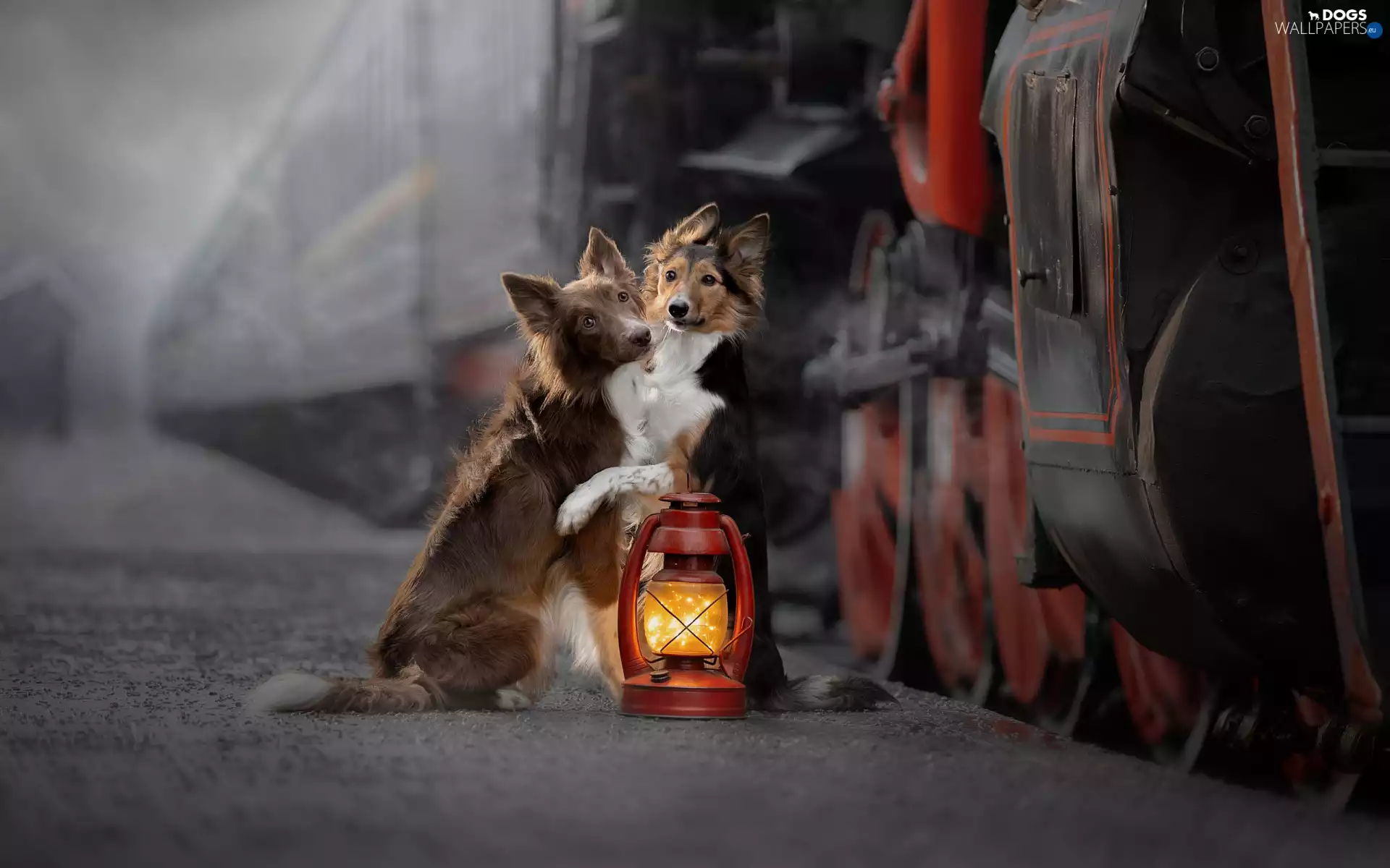 Lamp, Train, Dogs, Border Collie, Two cars