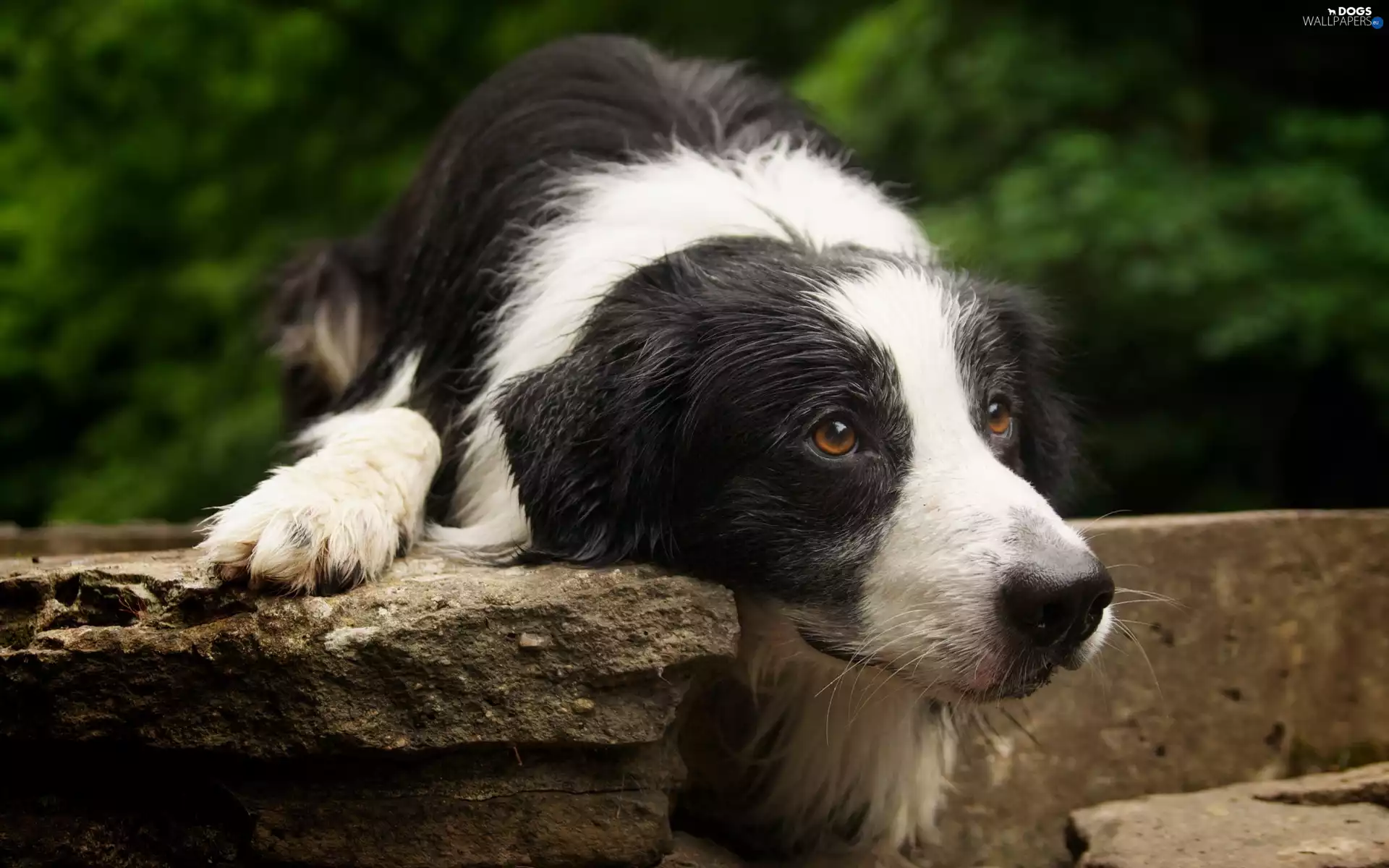 dog, white, Eyes, Border Collie, Brown, Black