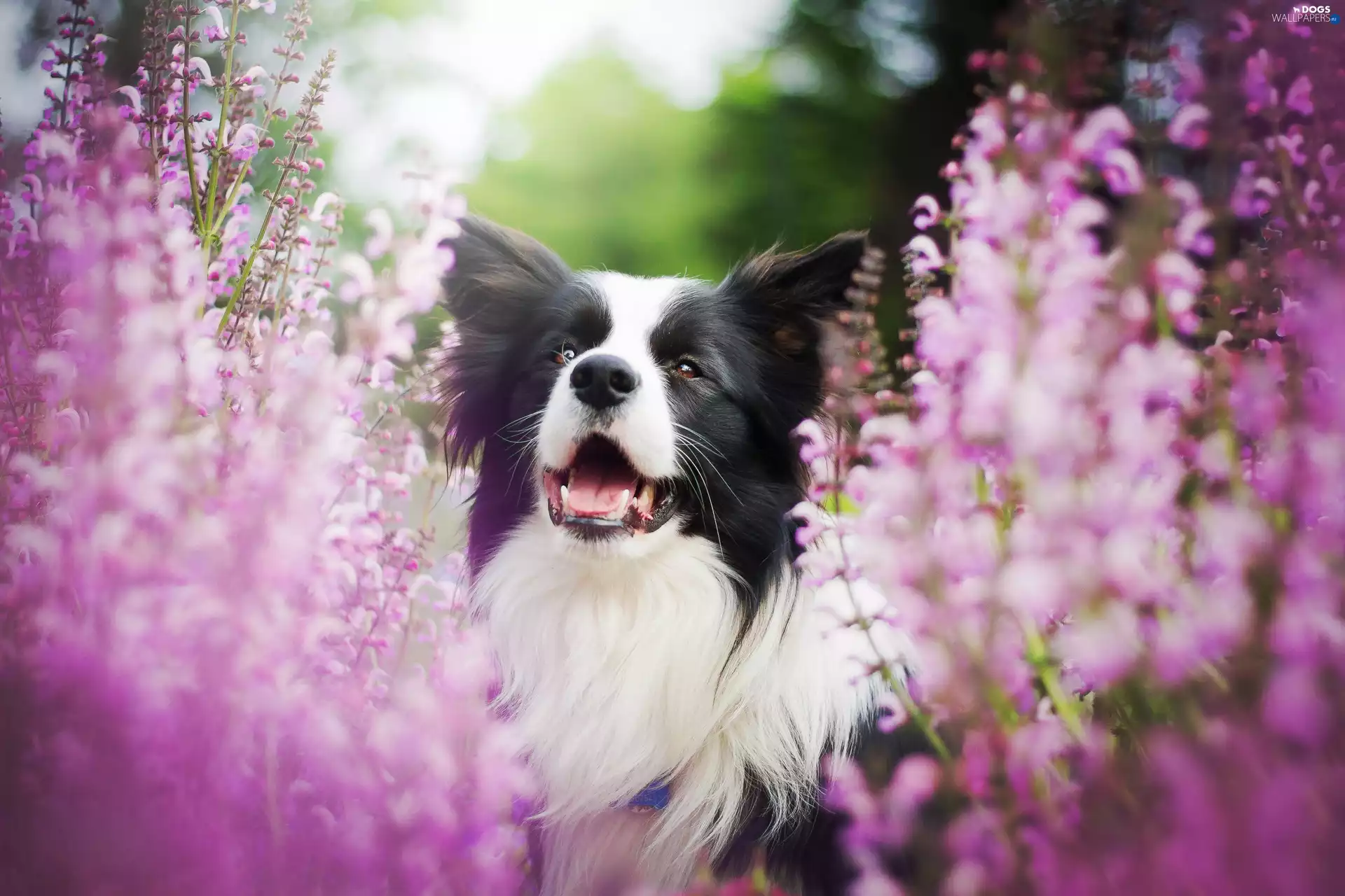 Border Collie, Flowers