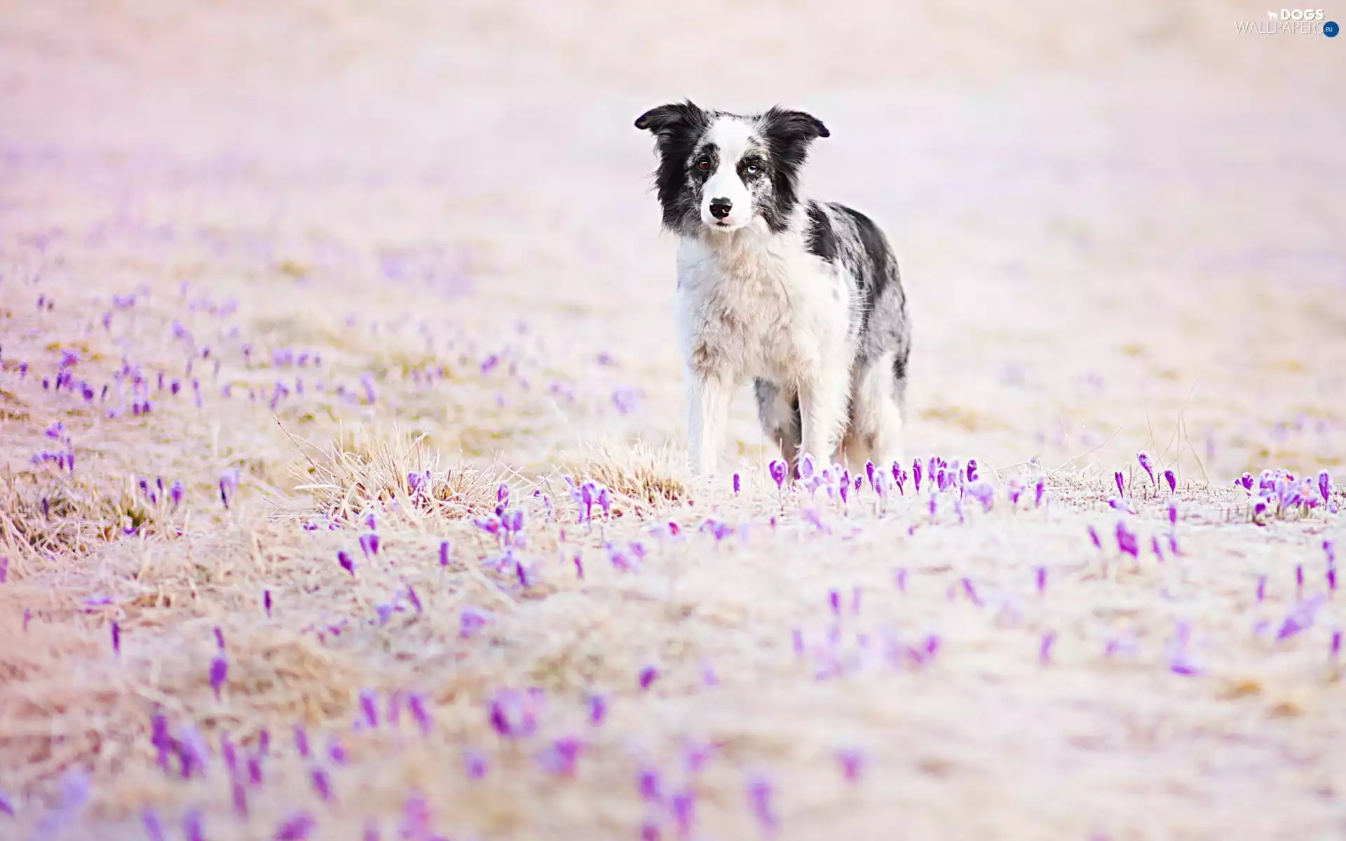 Border Collie, Flowers