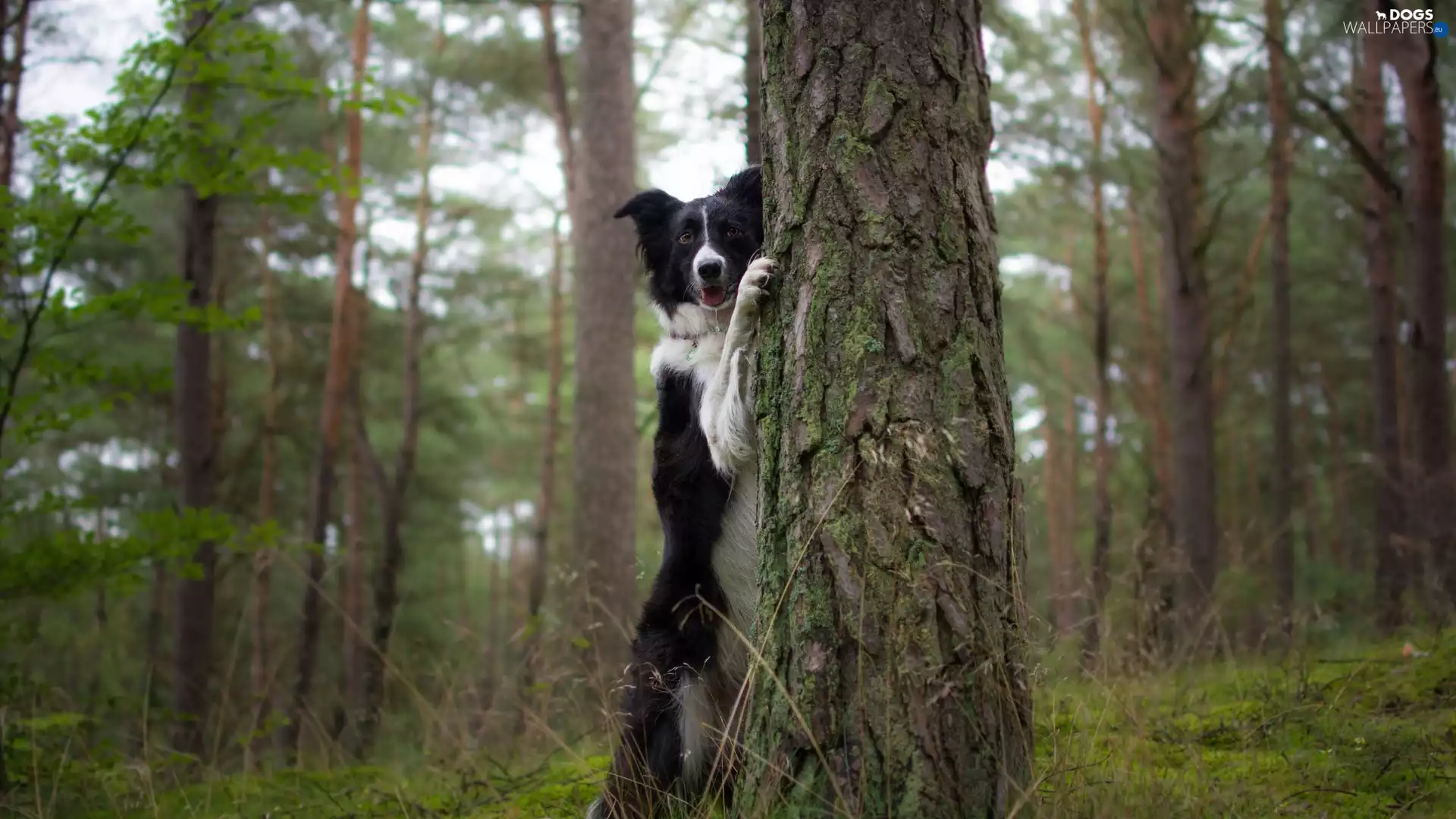 trees, viewes, dog, Border Collie, forest