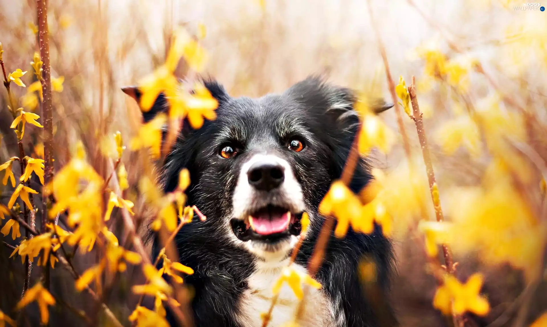 Border Collie, forsythia