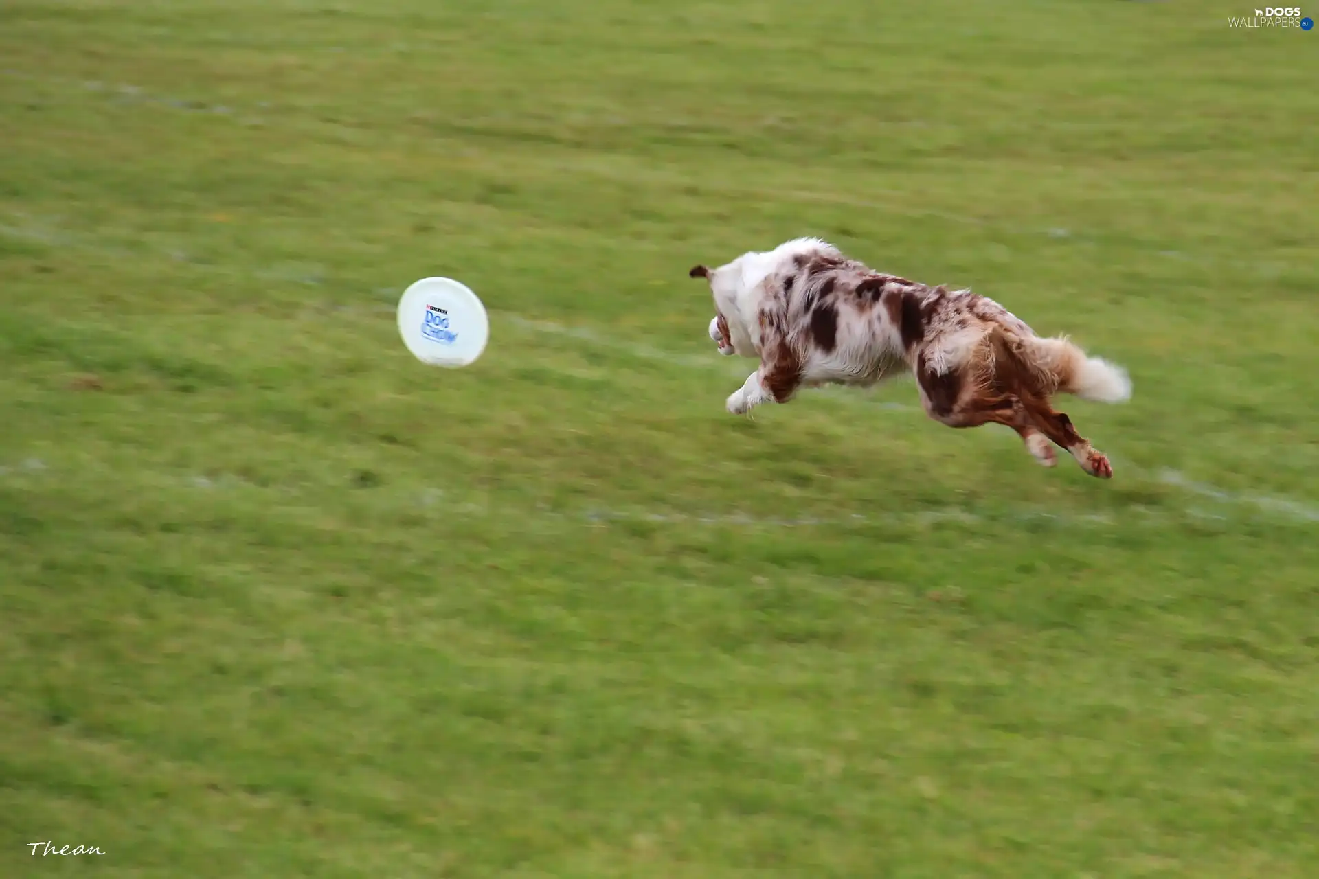 Frisbee, Border Collie