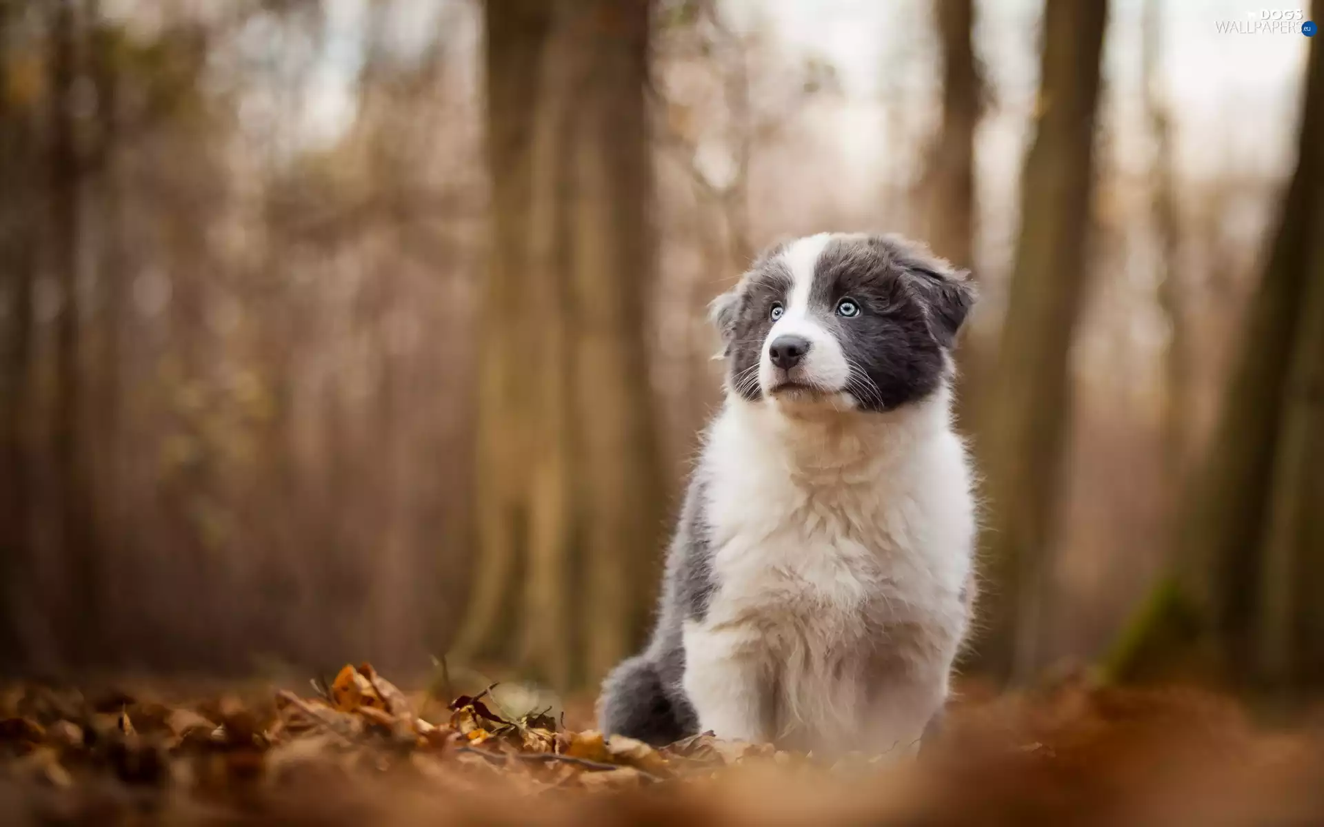 Collie, Puppy, fuzzy, Border, dog, forest, background