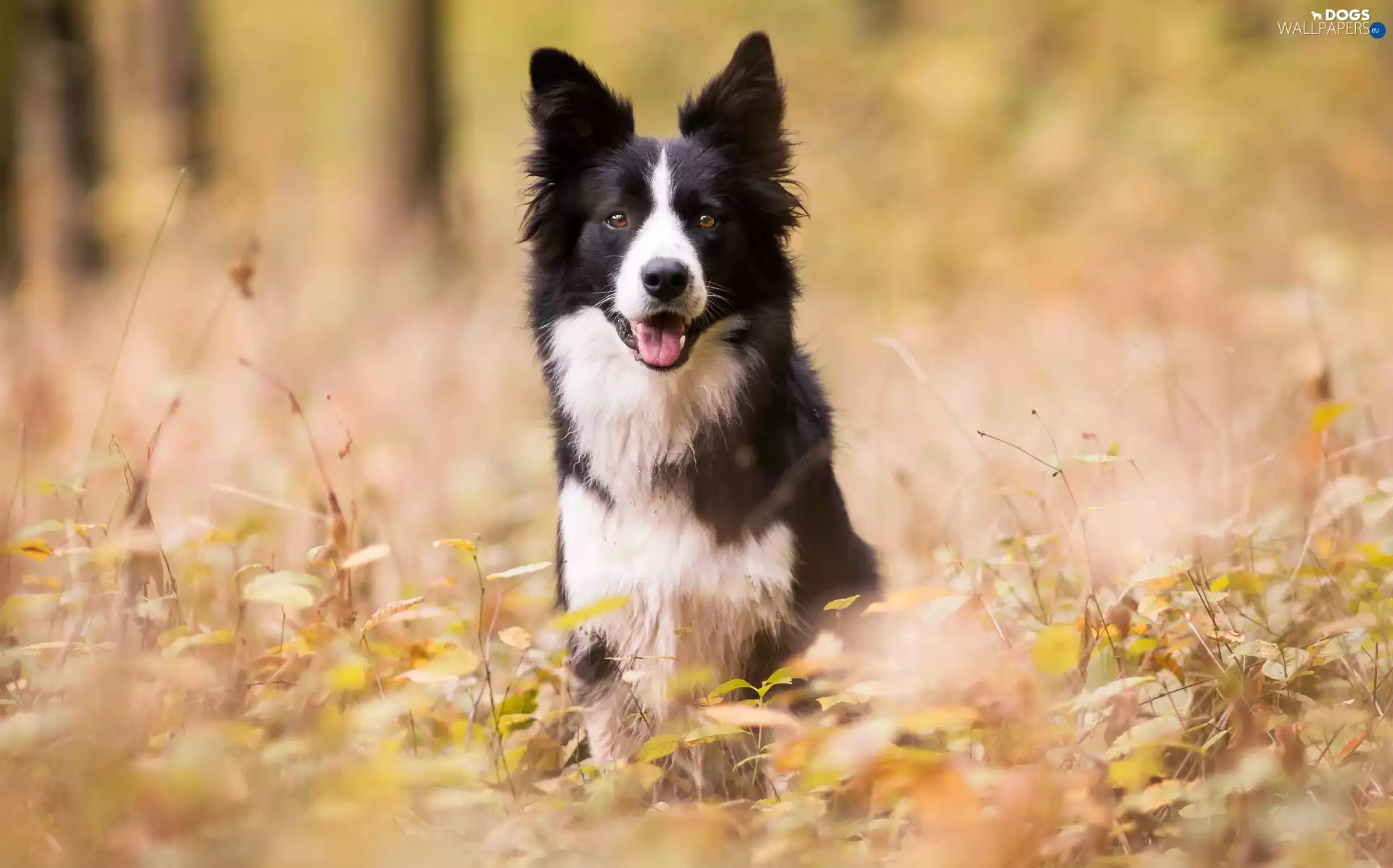 Border Collie, grass