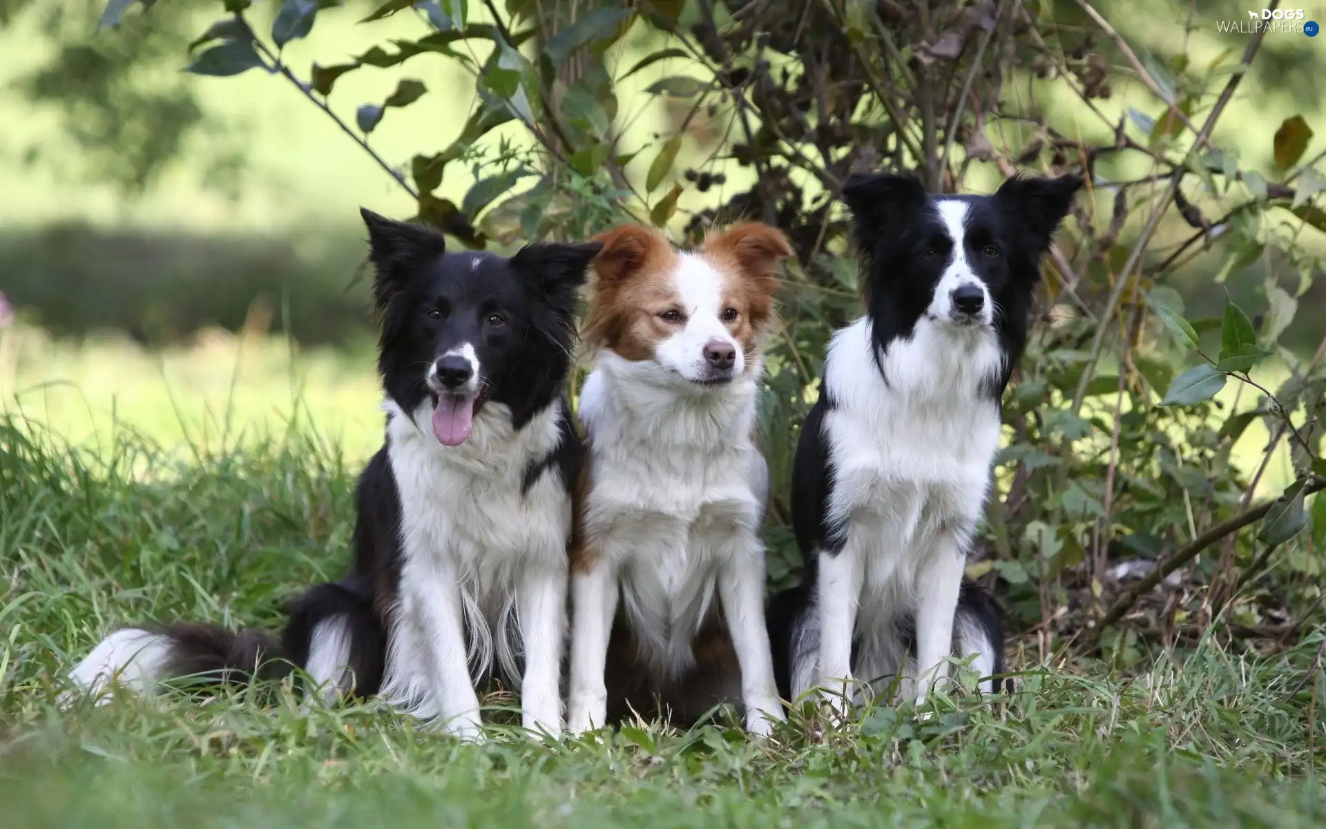 green, Border Collie